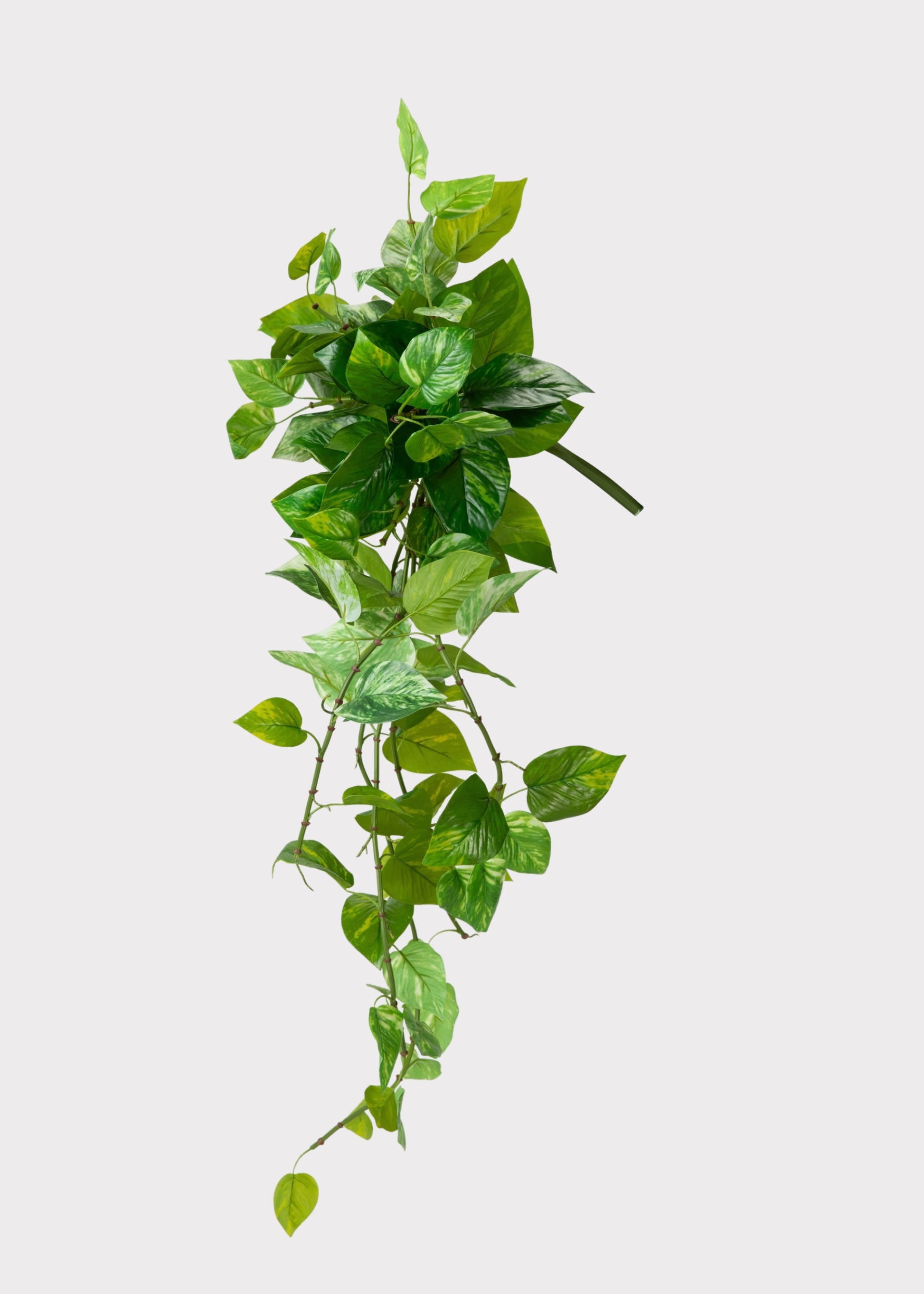 Hanging Outdoor Pothos Plant