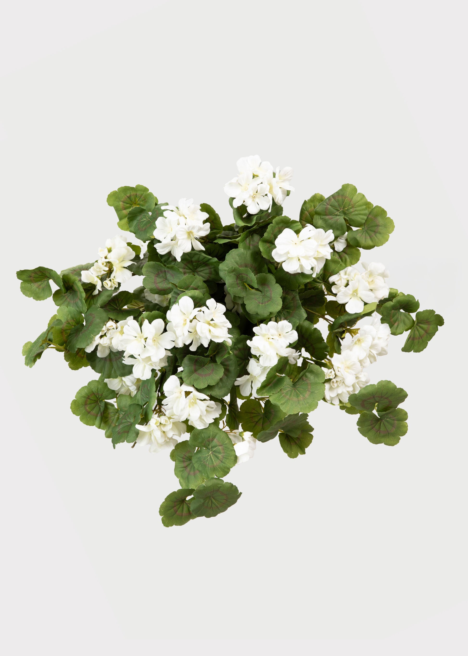 UV Treated White Geranium Hanging Bush 