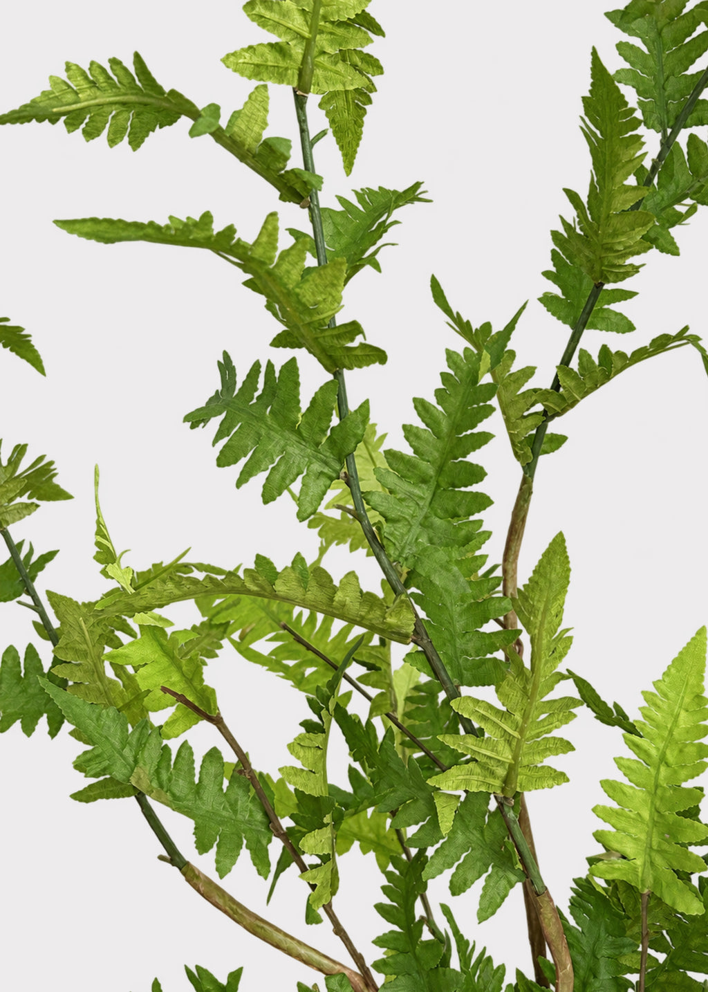  Wild Fern Leaf Greenery Branch