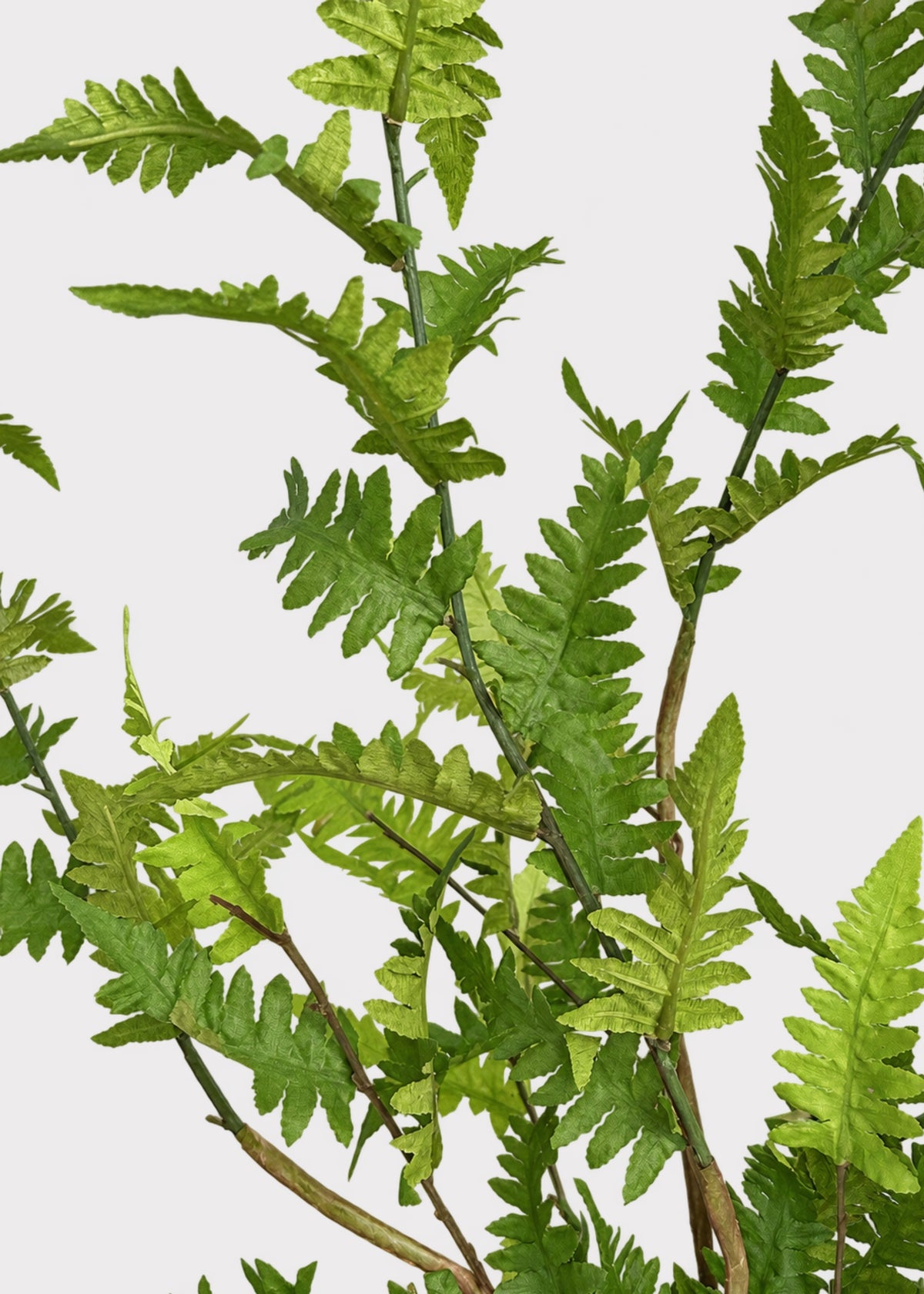  Wild Fern Leaf Greenery Branch