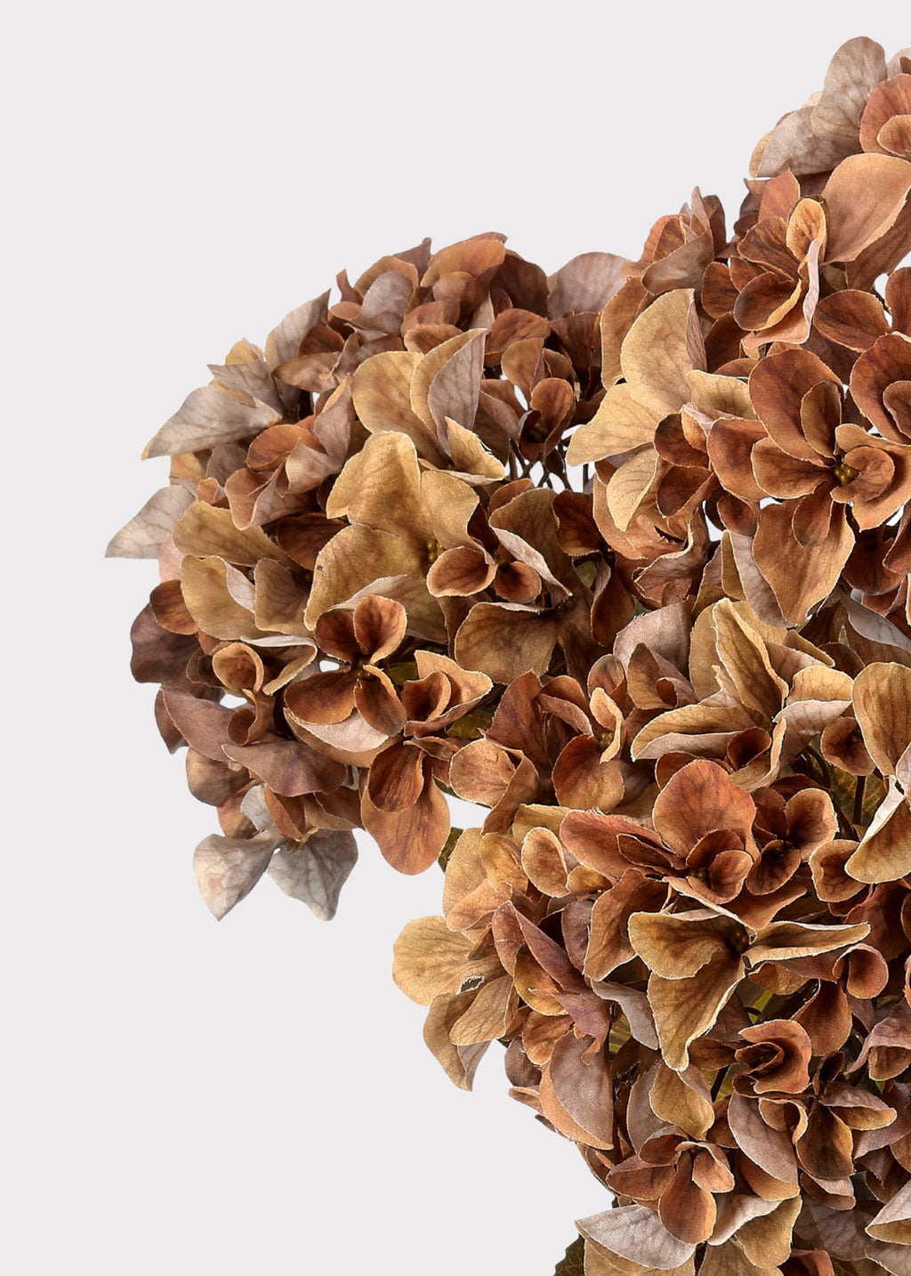 Close-up of Brown Hydrangea
