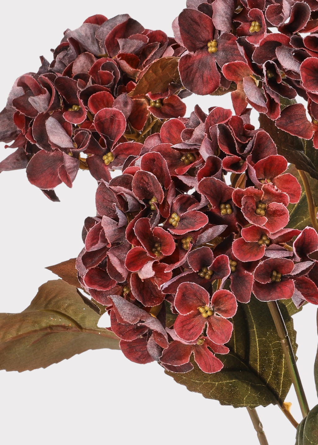 Close-up of Burgundy Hydrangea Bush