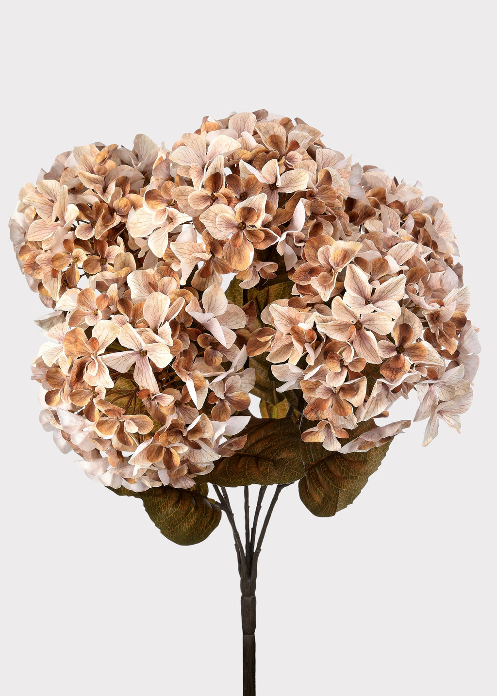 Hydrangea Bush in Cream and Brown