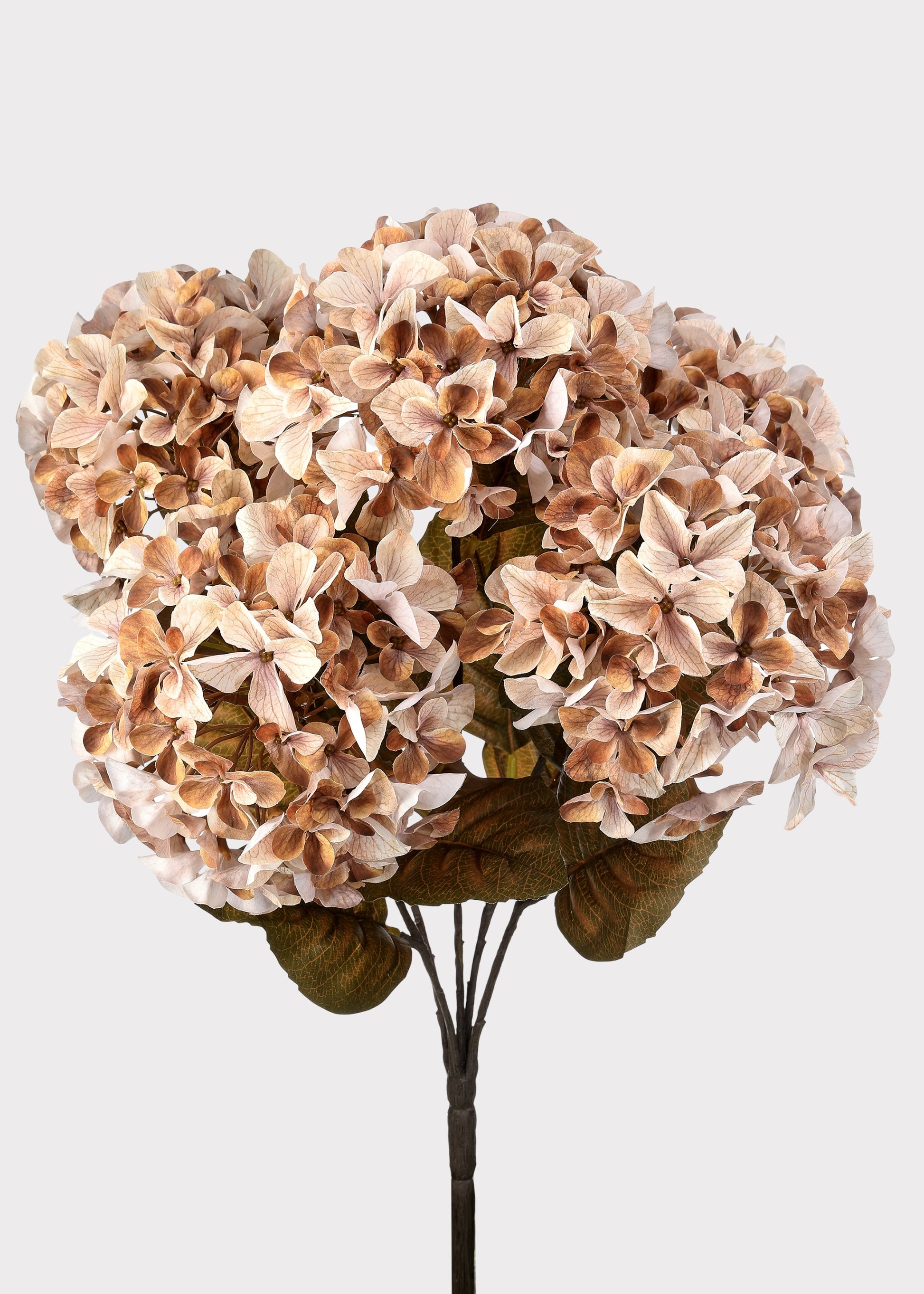 Hydrangea Bush in Cream and Brown