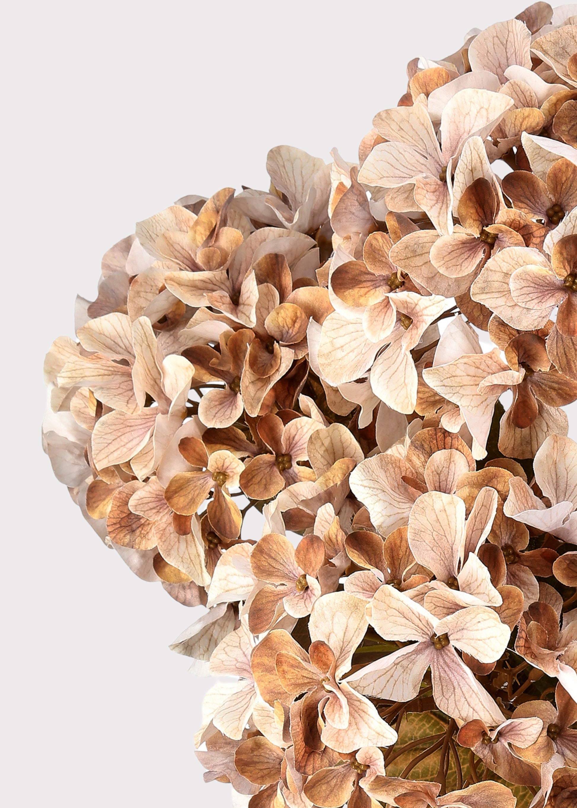 Close-up of Cream Brown Hydrangea