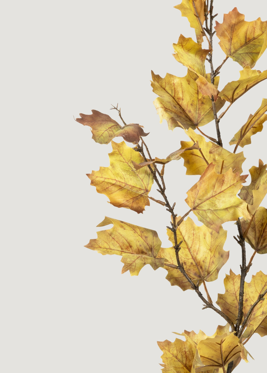 Close-up of Autumn Green Fake Maple Leaves