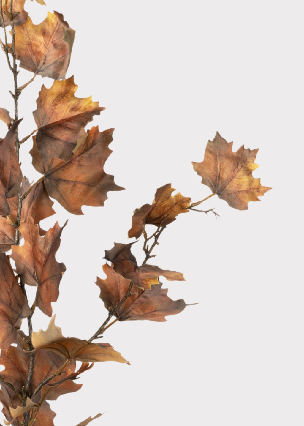 Close-up of Nutmeg Brown Maple Leaves