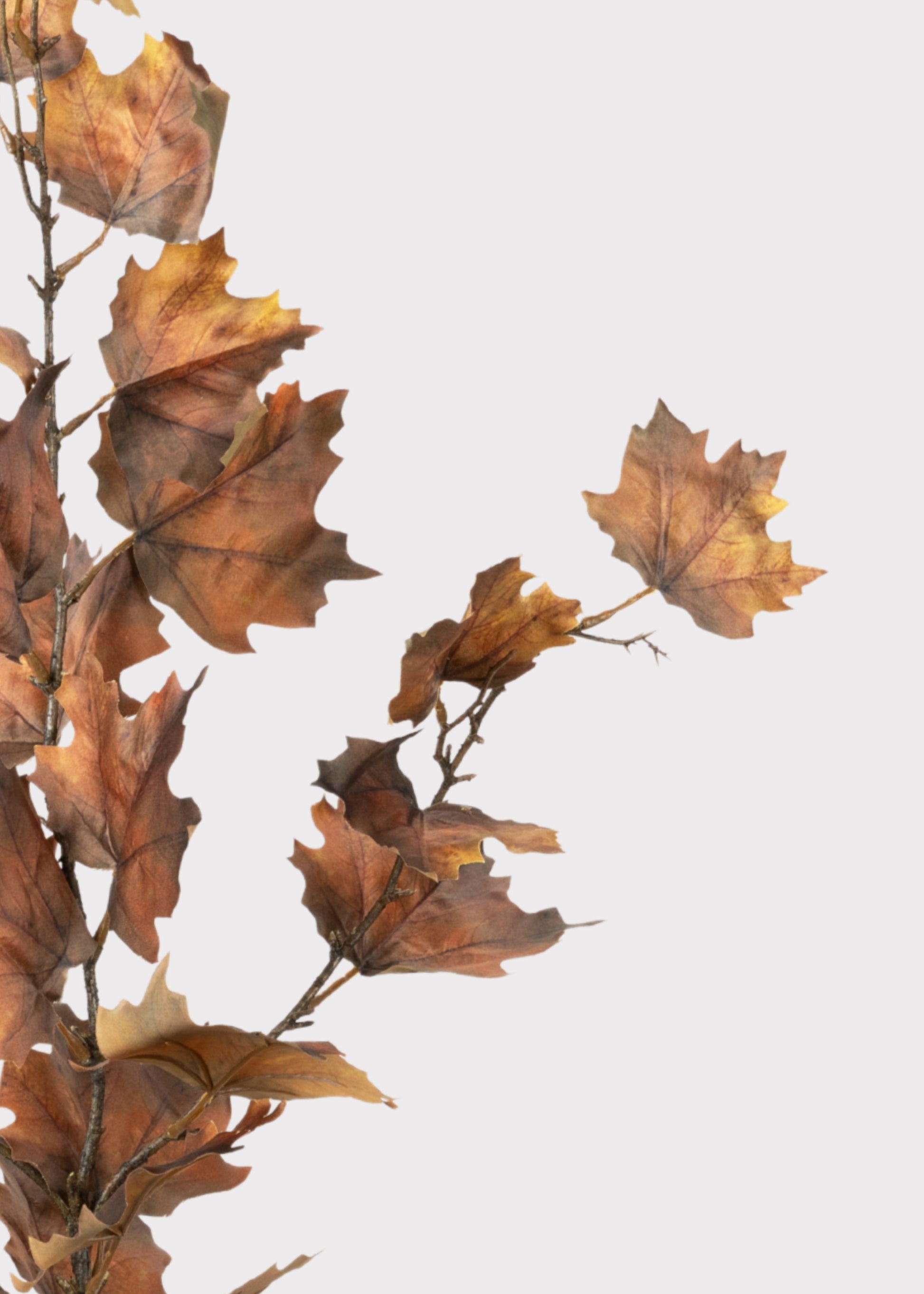 Close-up of Nutmeg Brown Maple Leaves