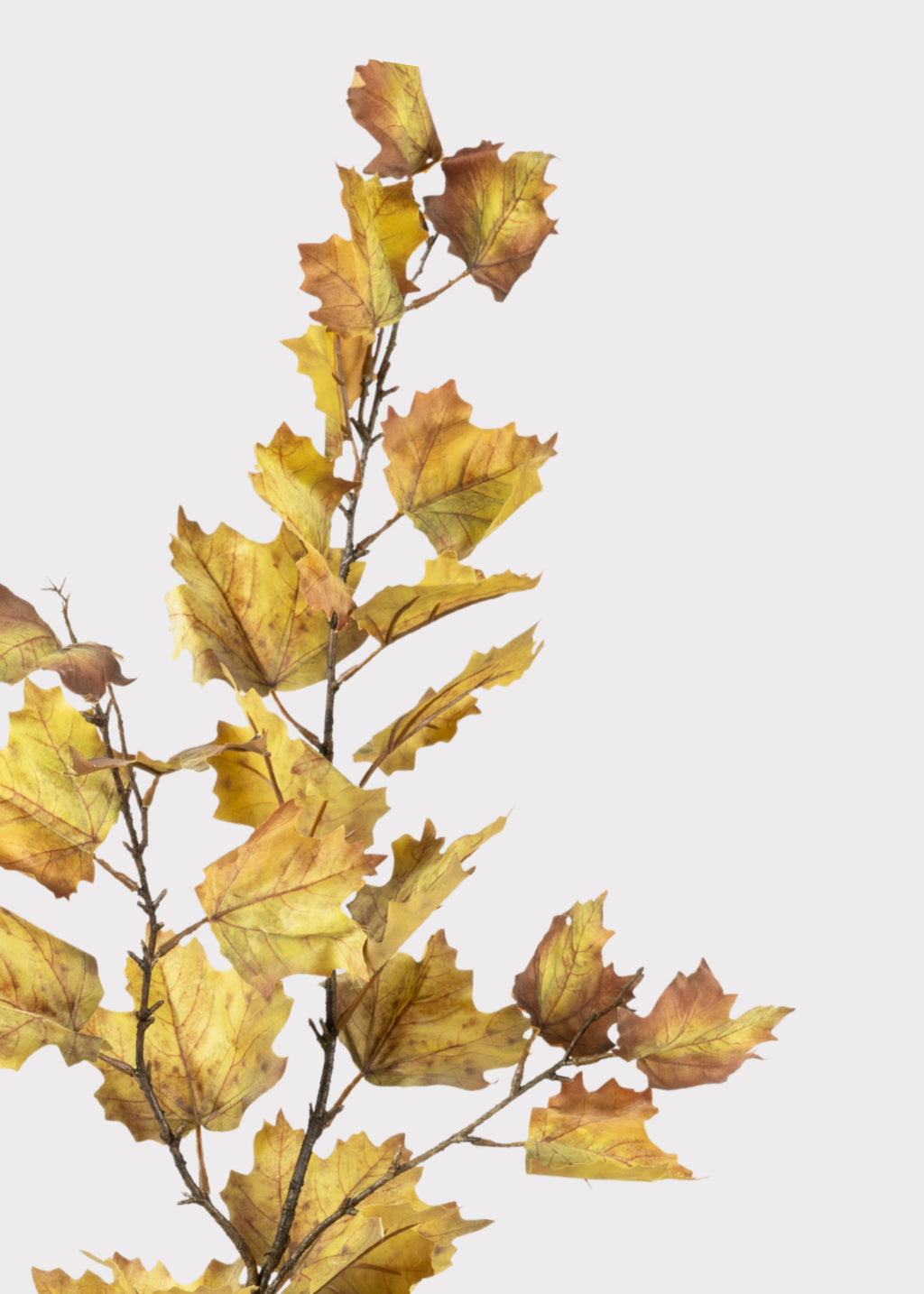 Close-up of Autumn Green Fake Maple Leaves