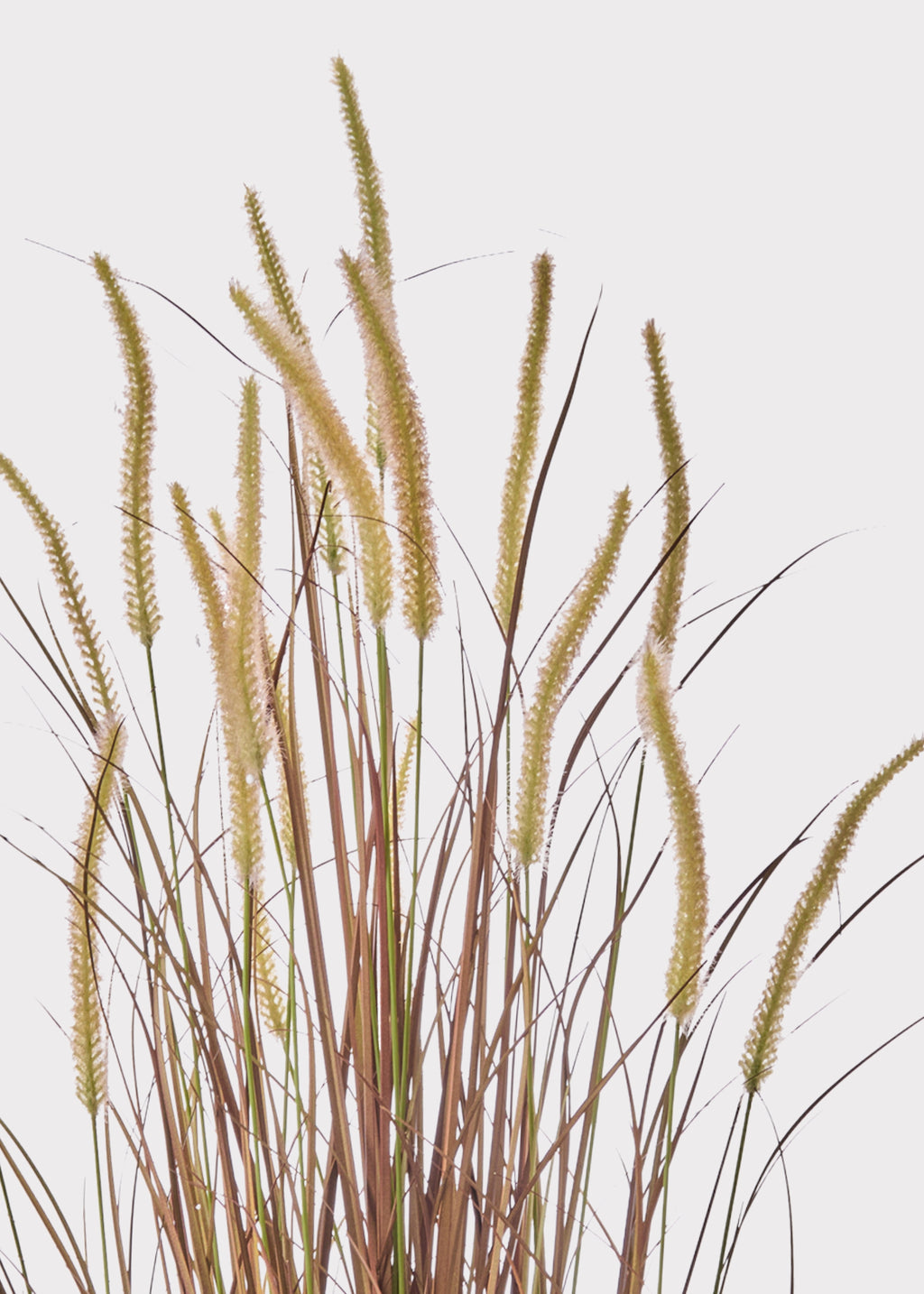 Close-up of Brown Grass