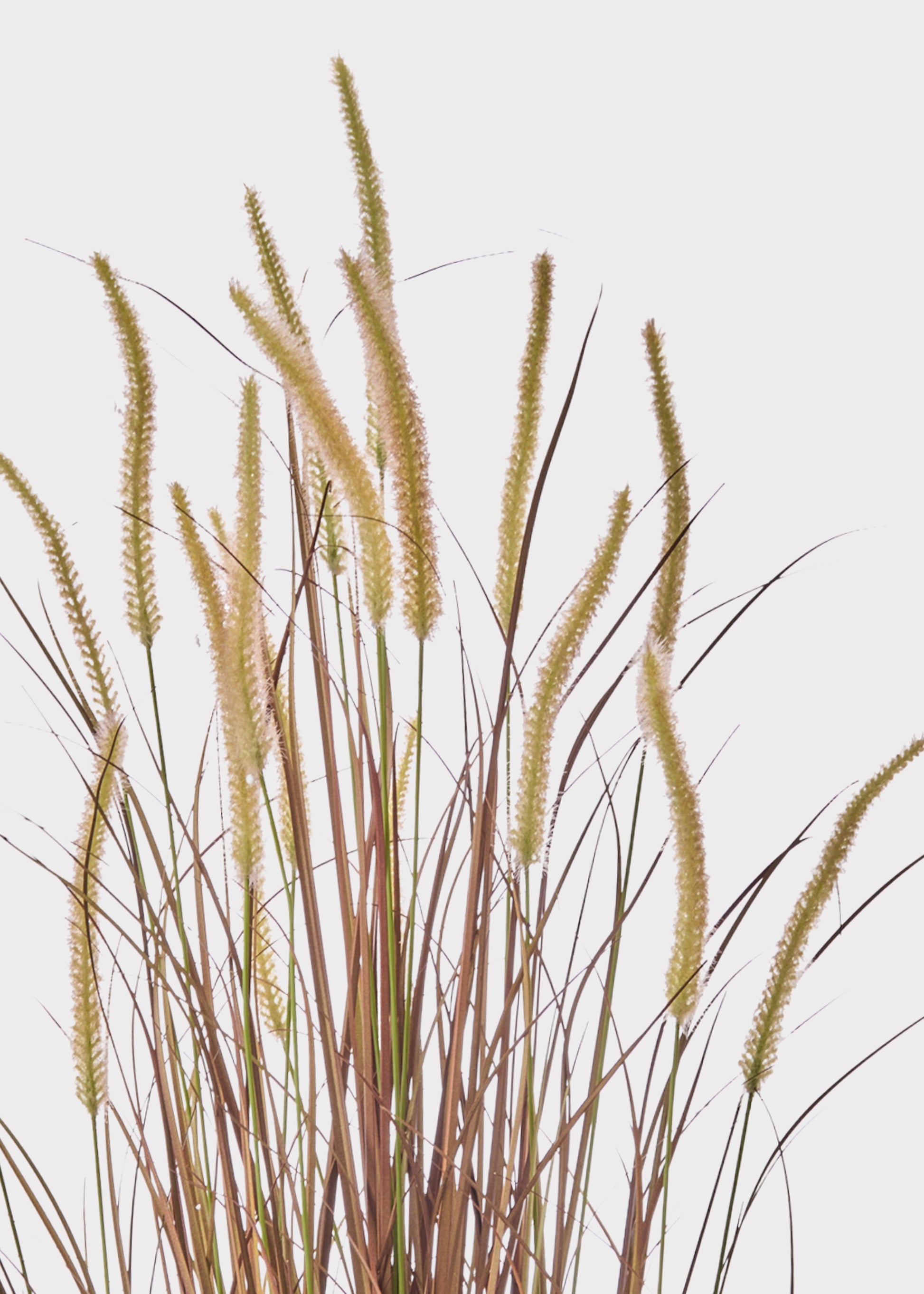 Close-up of Brown Grass