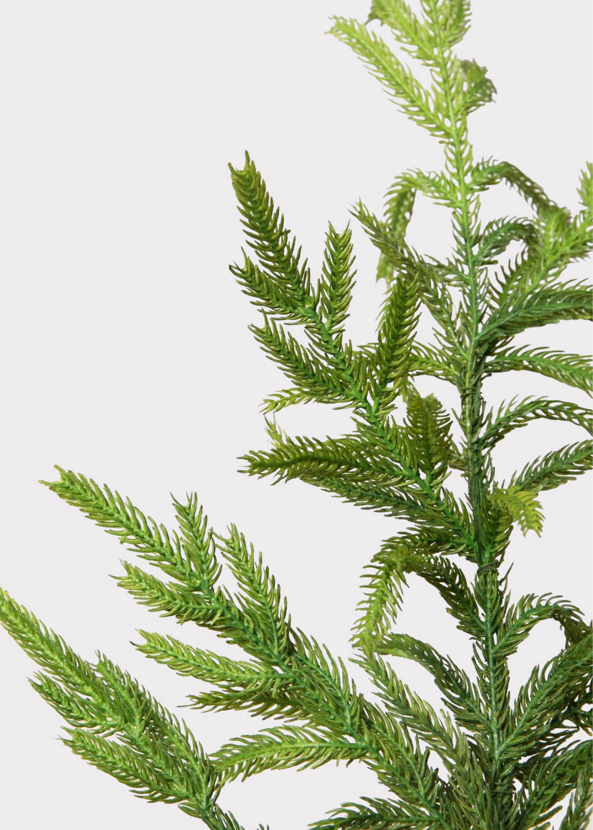 Close-up of Afloral Norfolk Pine