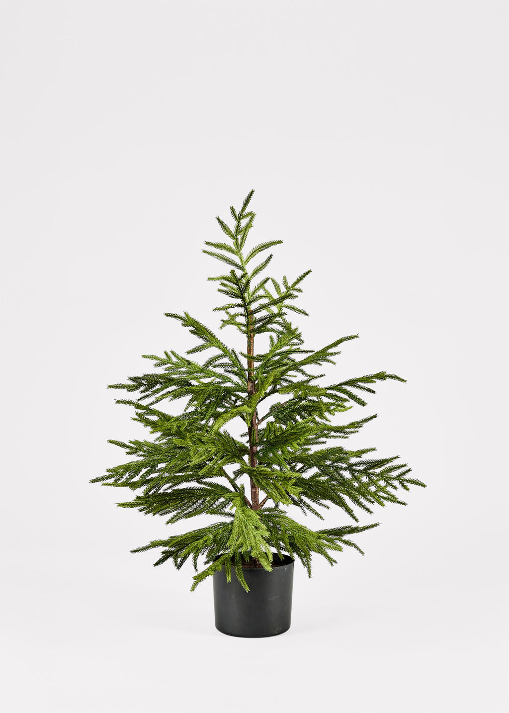 Winter Decor Potted Real Touch Norfolk Pine Tree at Afloral 