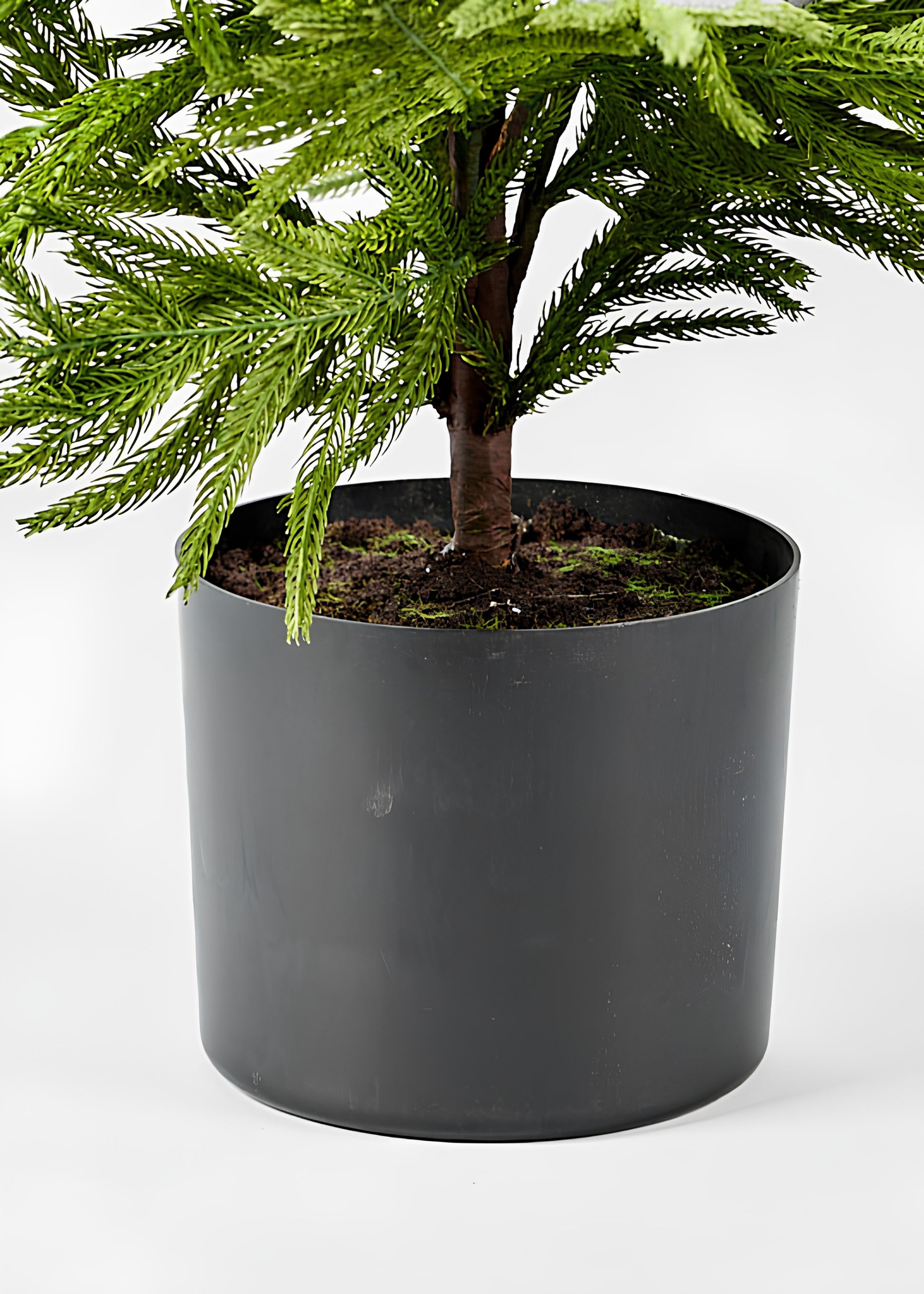 Afloral™ Artificial Norfolk Pine Tree - 36"