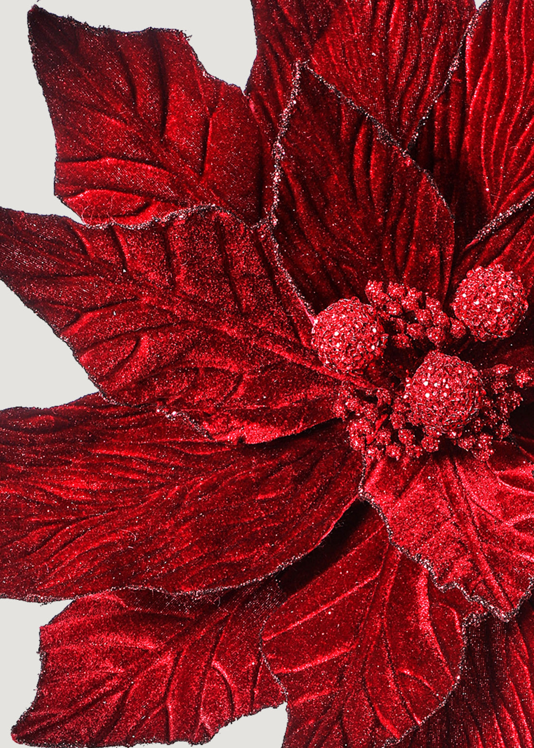 Close-up of burgundy poinsettia flower