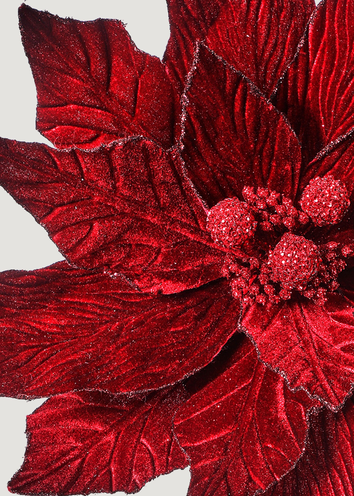 Close-up of burgundy poinsettia flower