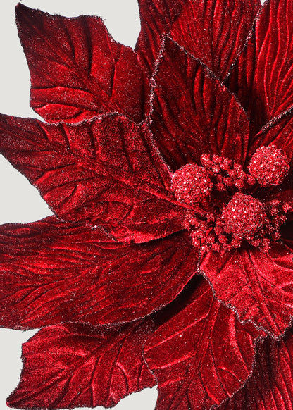Close-up of burgundy poinsettia flower
