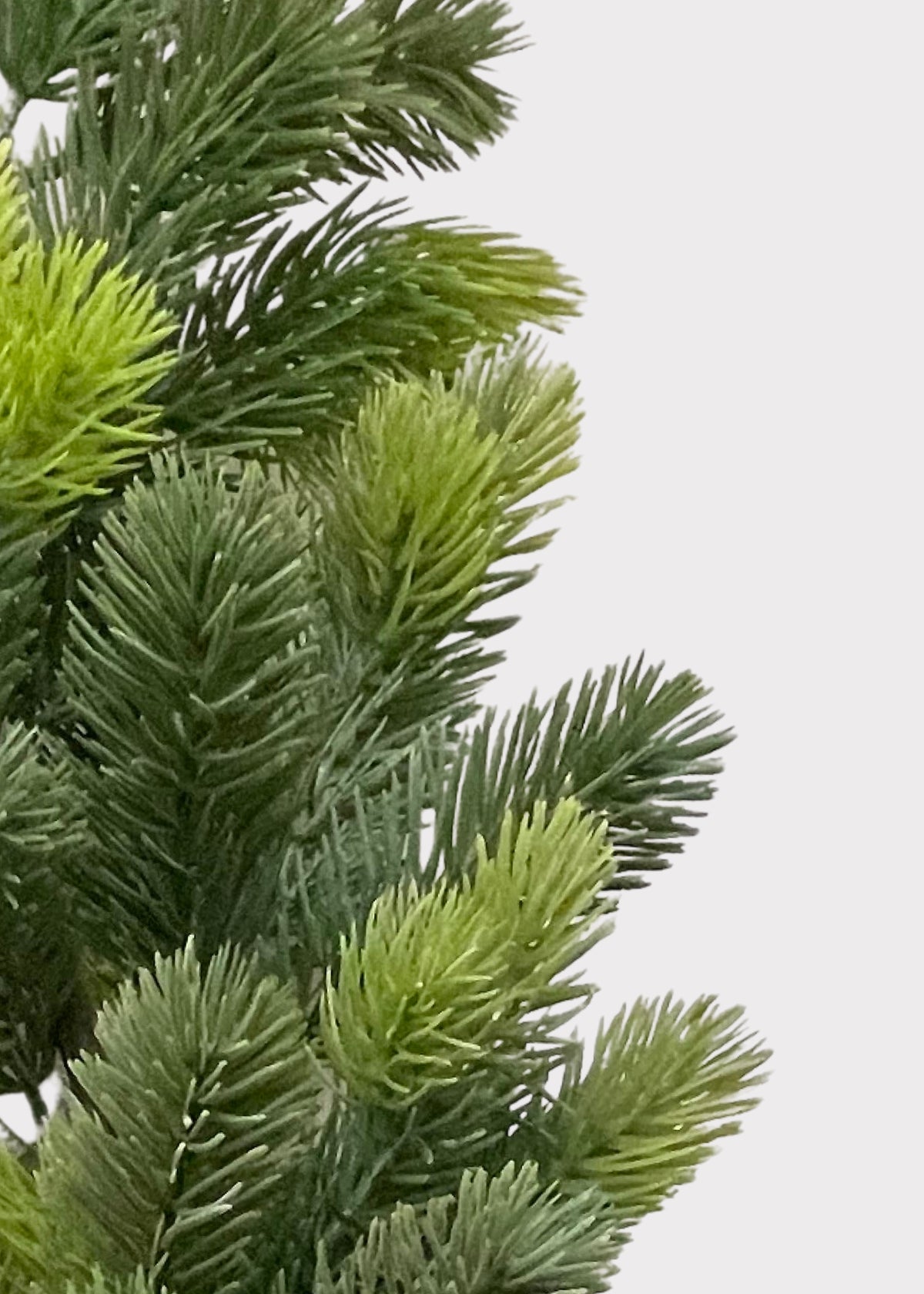 Close-up of Princess Pine