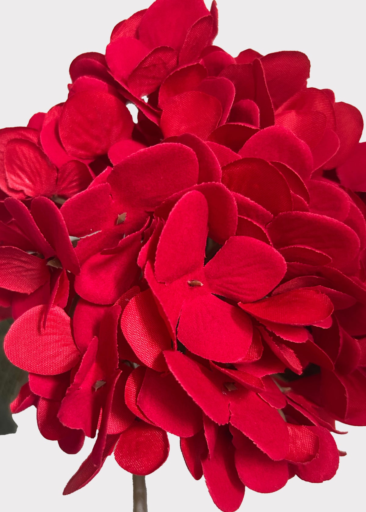 Close-up of the Red Velvet Hydrangea