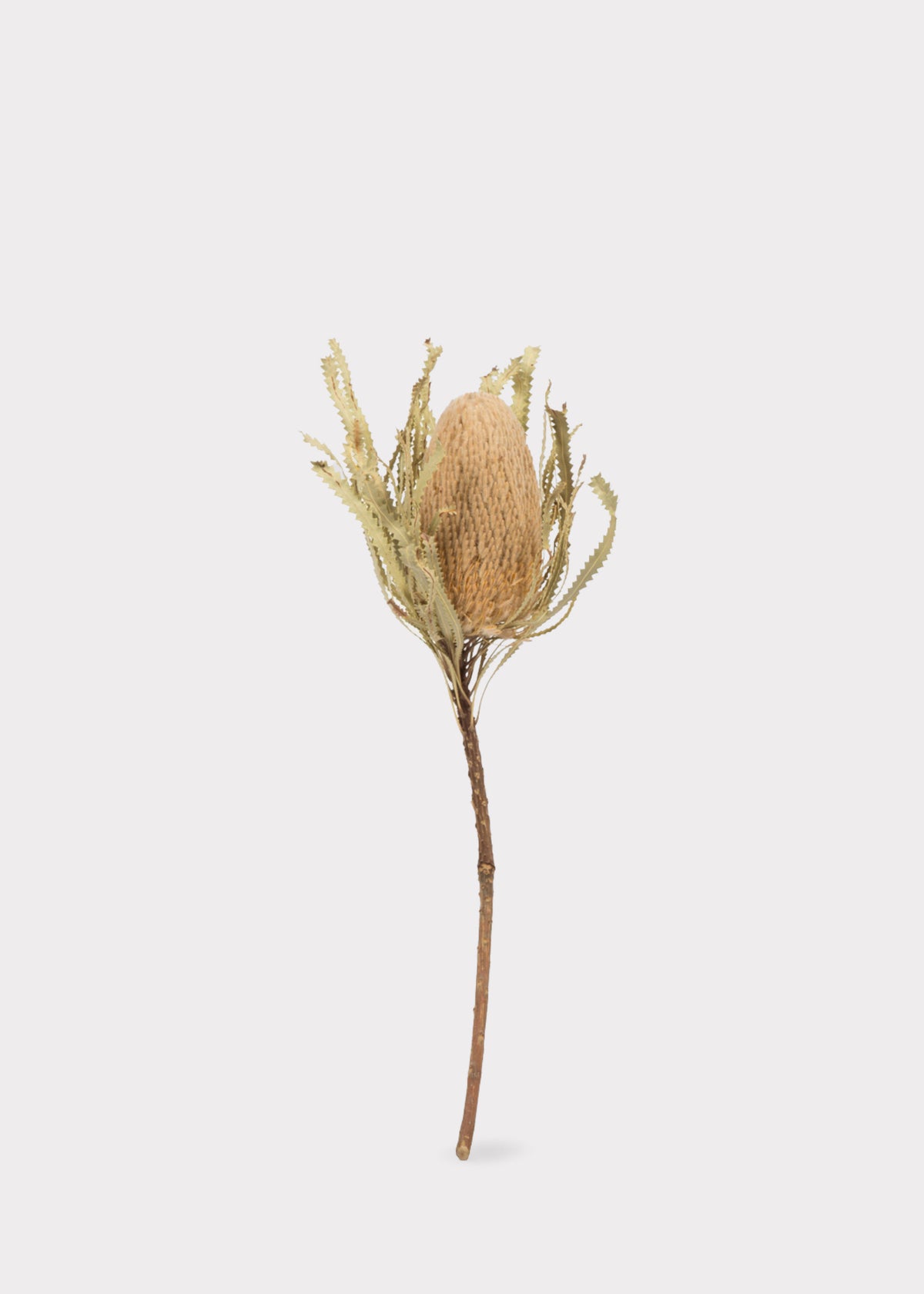 Dried Banksia Protea