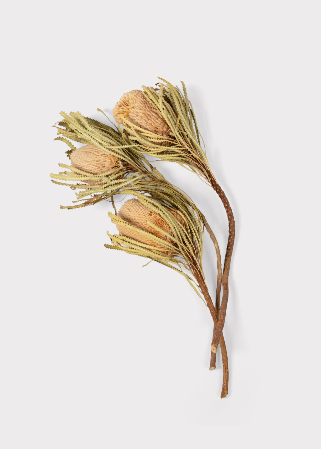 Bundle of 3 Dried Banksia Protea Flower