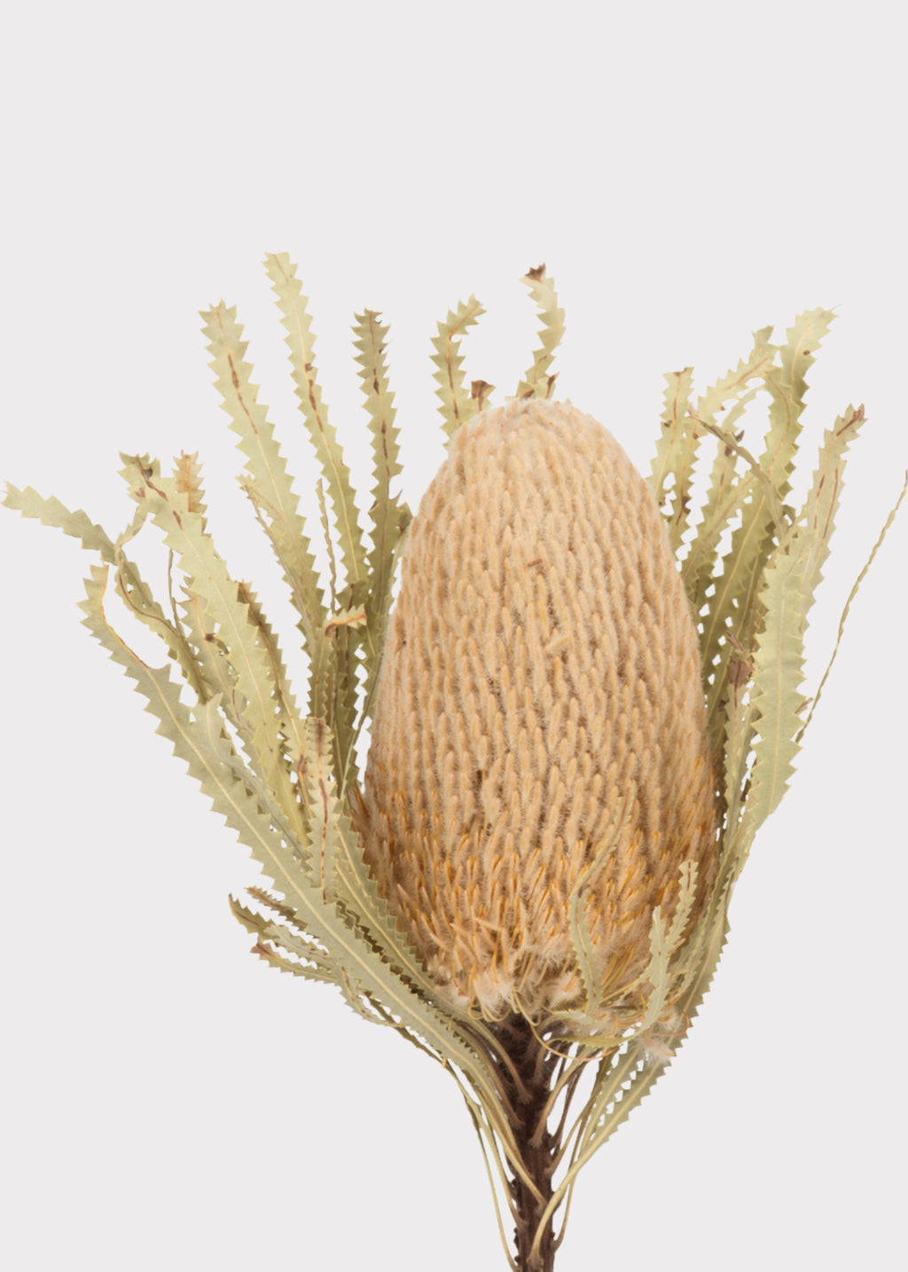 Banksia Protea Flower