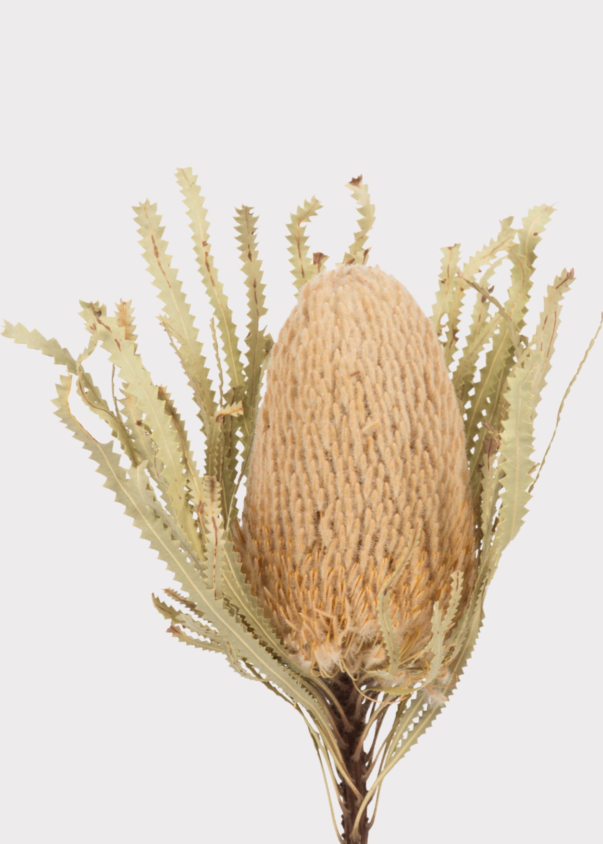 Banksia Protea Flower