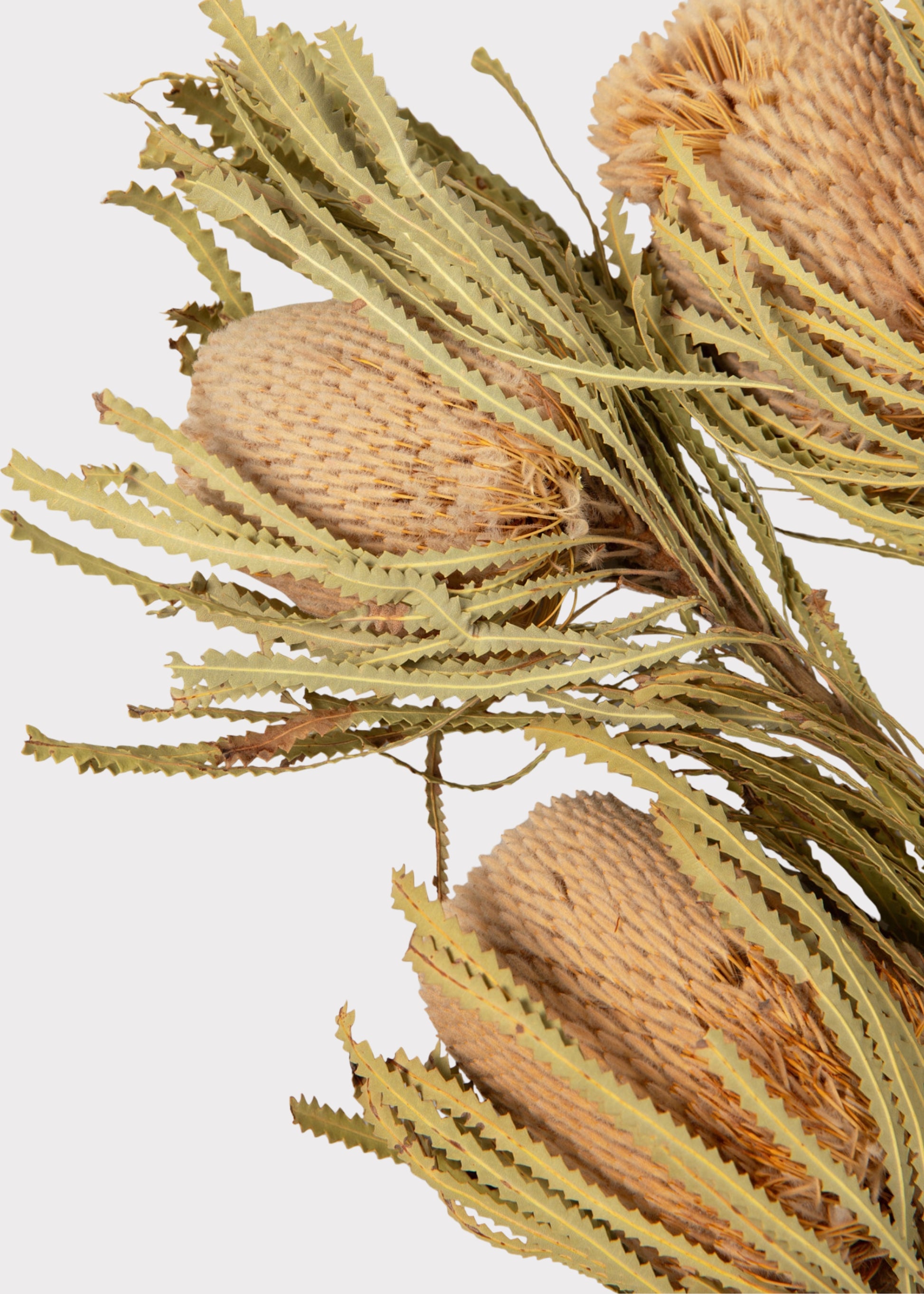 close up of  3 dried banksia protea flowers