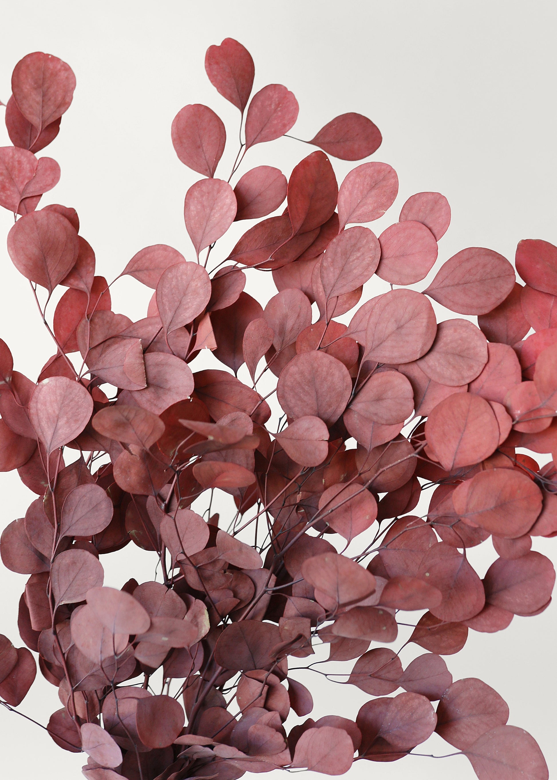 Preserved Populus Eucalyptus in Red