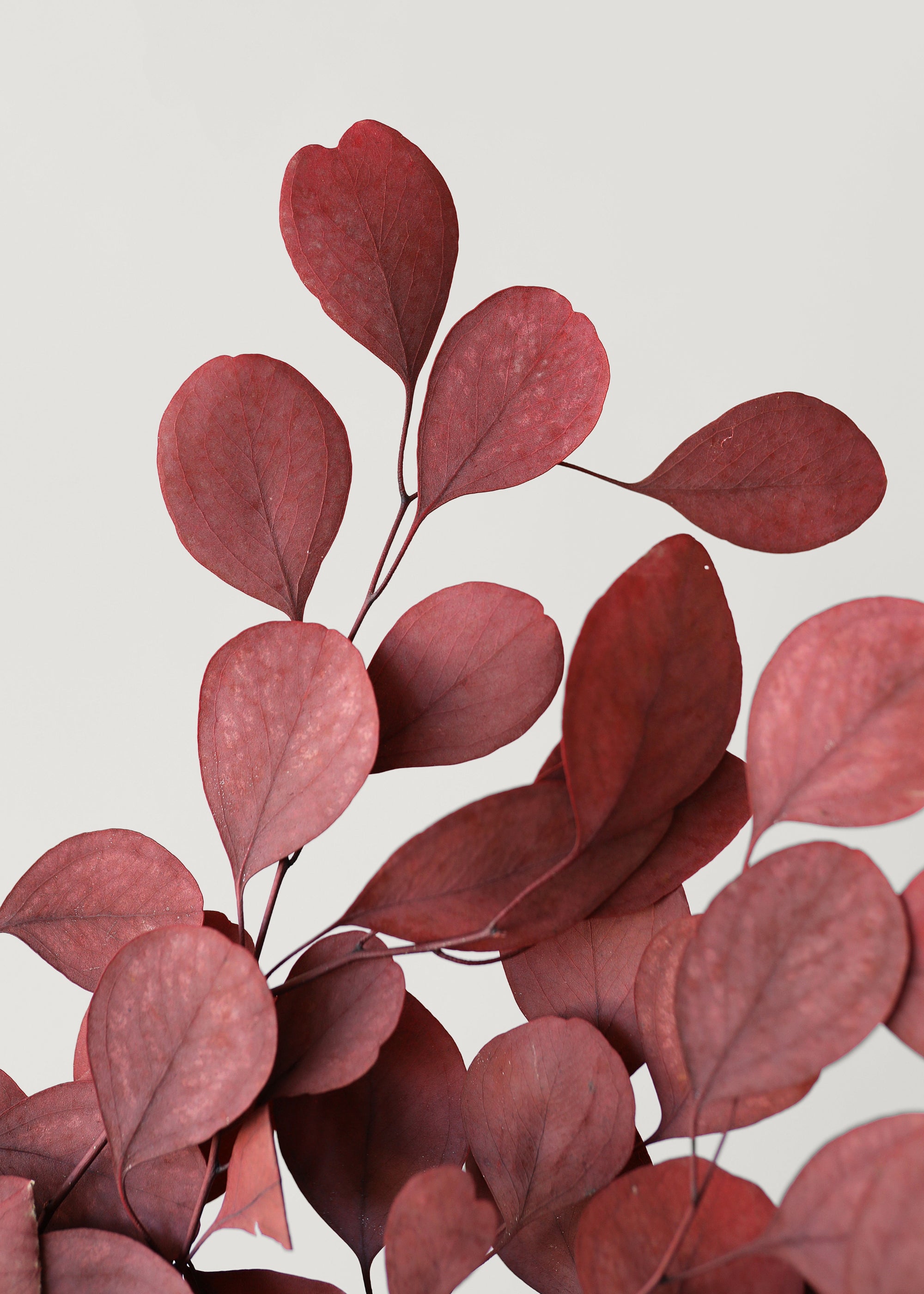 Red Preserved Populus Eucalyptus Bunch - Thumbnail 2