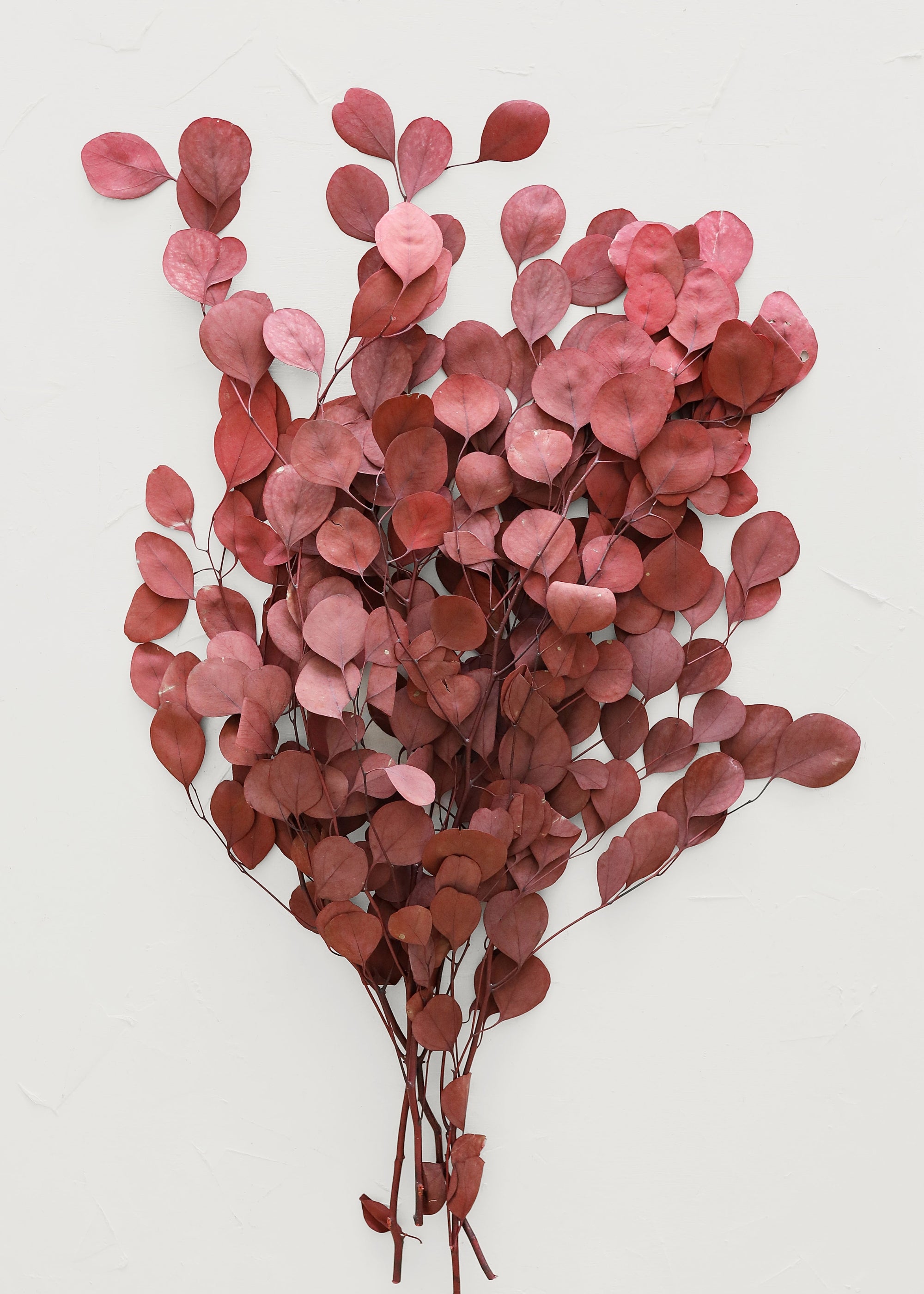 Red Preserved Populus Eucalyptus Bunch