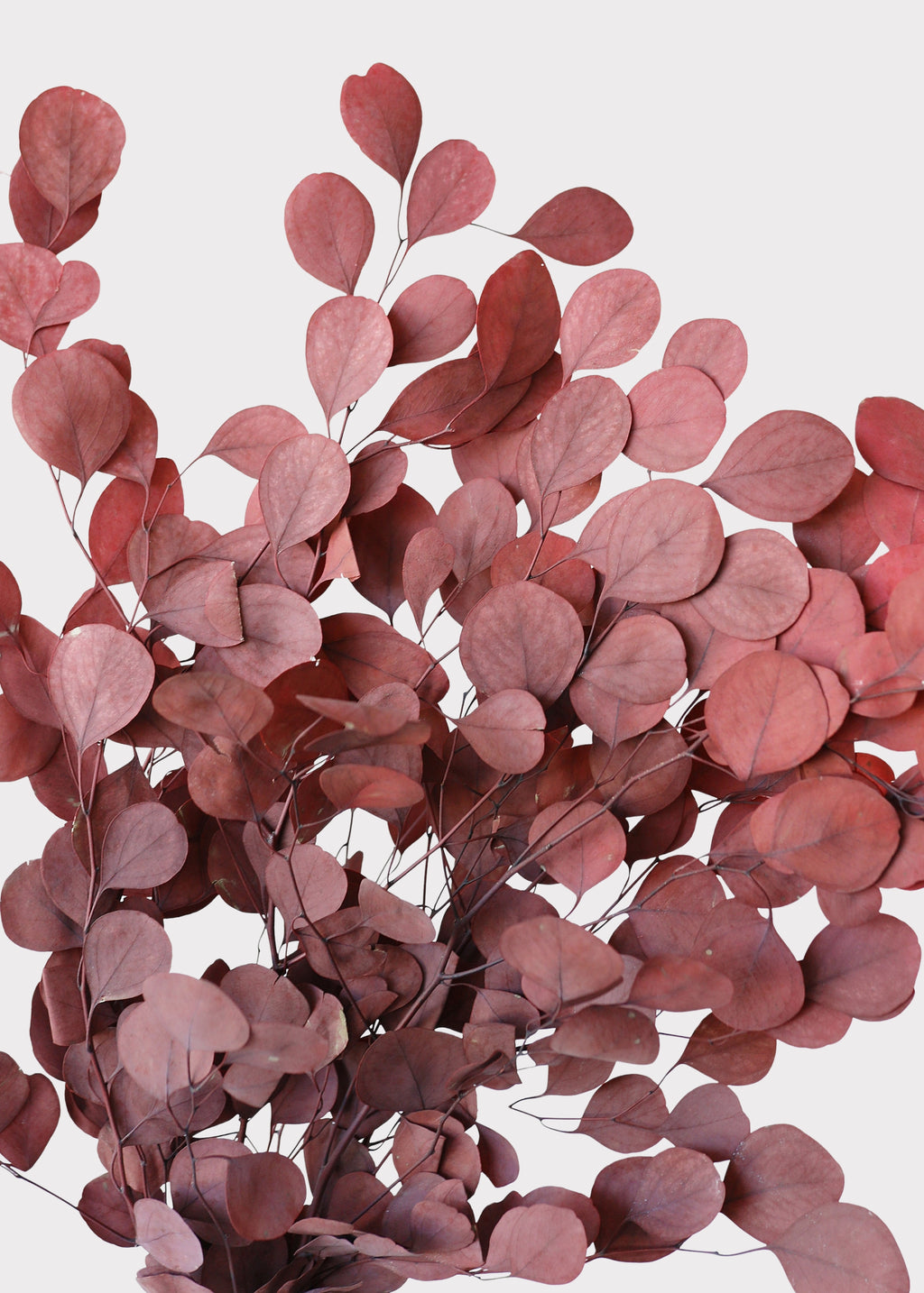 Preserved Populus Eucalyptus in Red