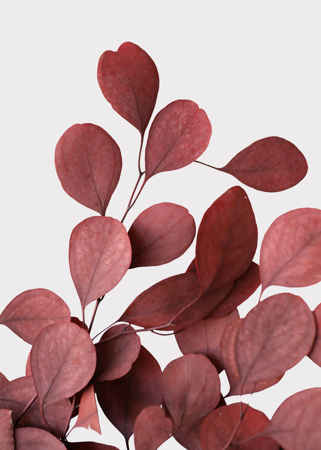 Close-up of Red Preserved Populus Eucalyptus 