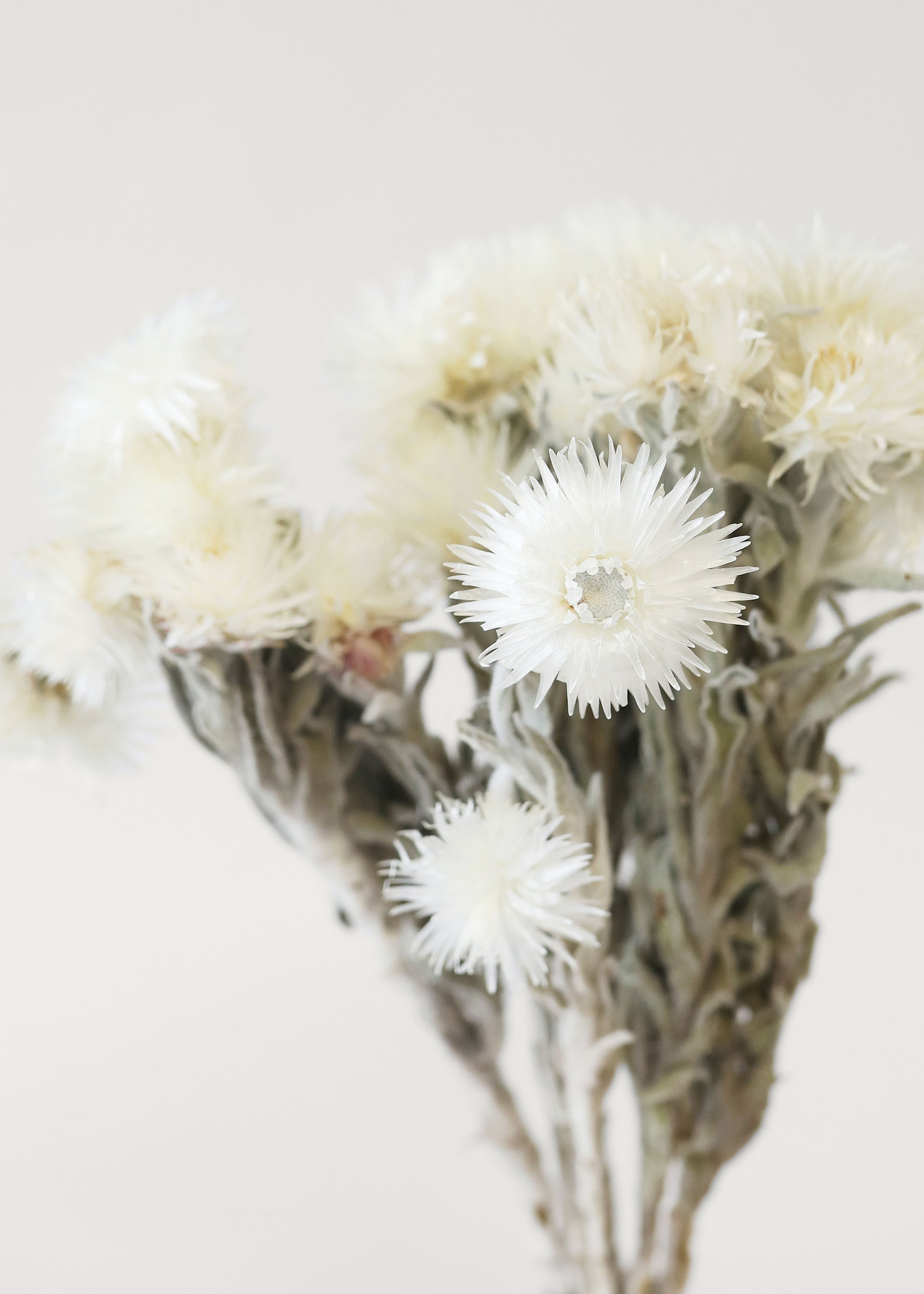 Close-up of White Dried Helichrysum Everlasting Daisy Flower Bunch