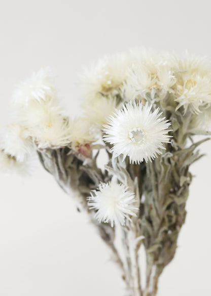 Close-up of White Dried Helichrysum Everlasting Daisy Flower Bunch