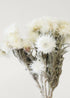 Close-up of White Dried Helichrysum Everlasting Daisy Flower Bunch