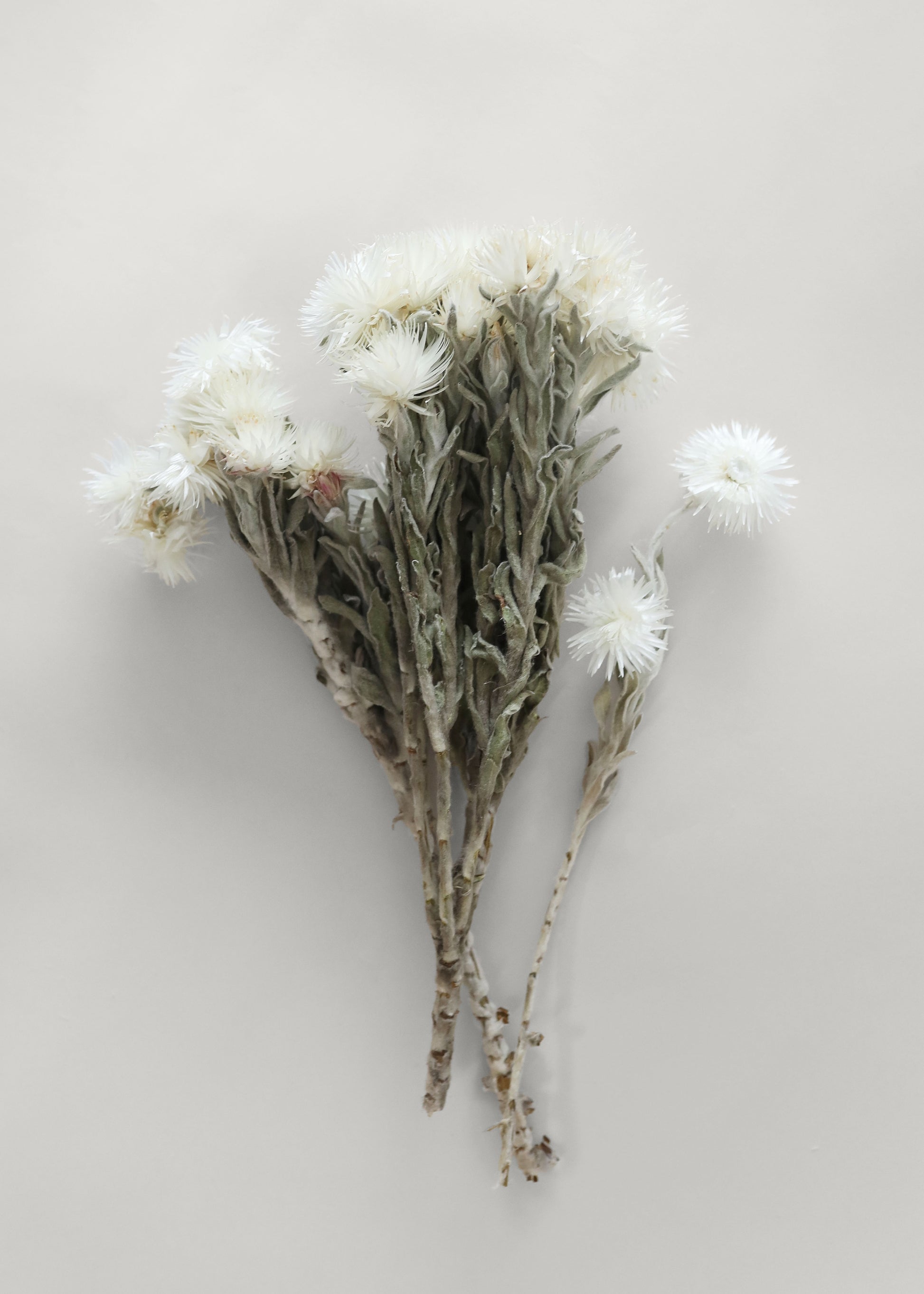 Bouquet of White Dried Helichrysum Everlasting Daisies
