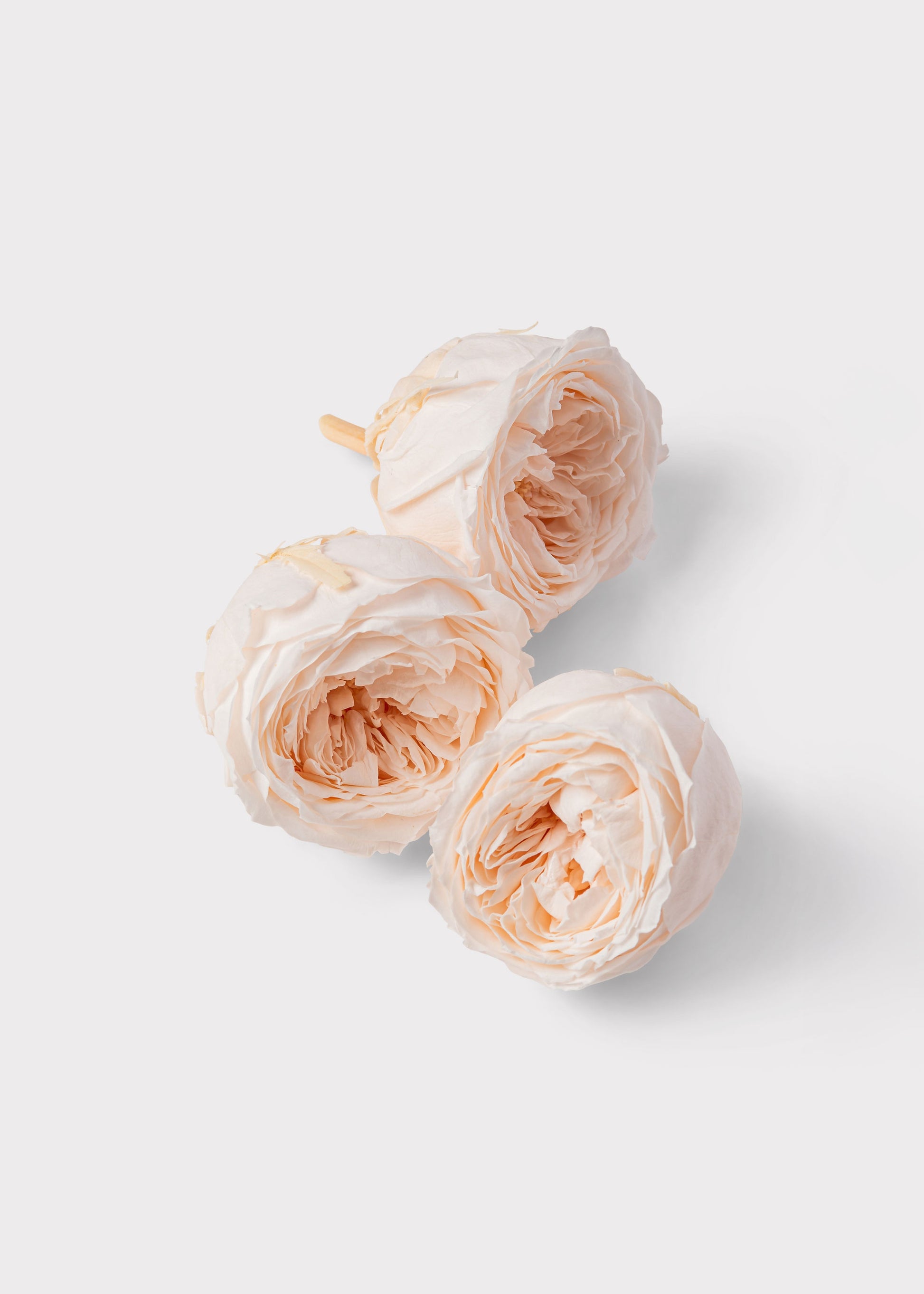 Pink Beige Preserved Rose Heads