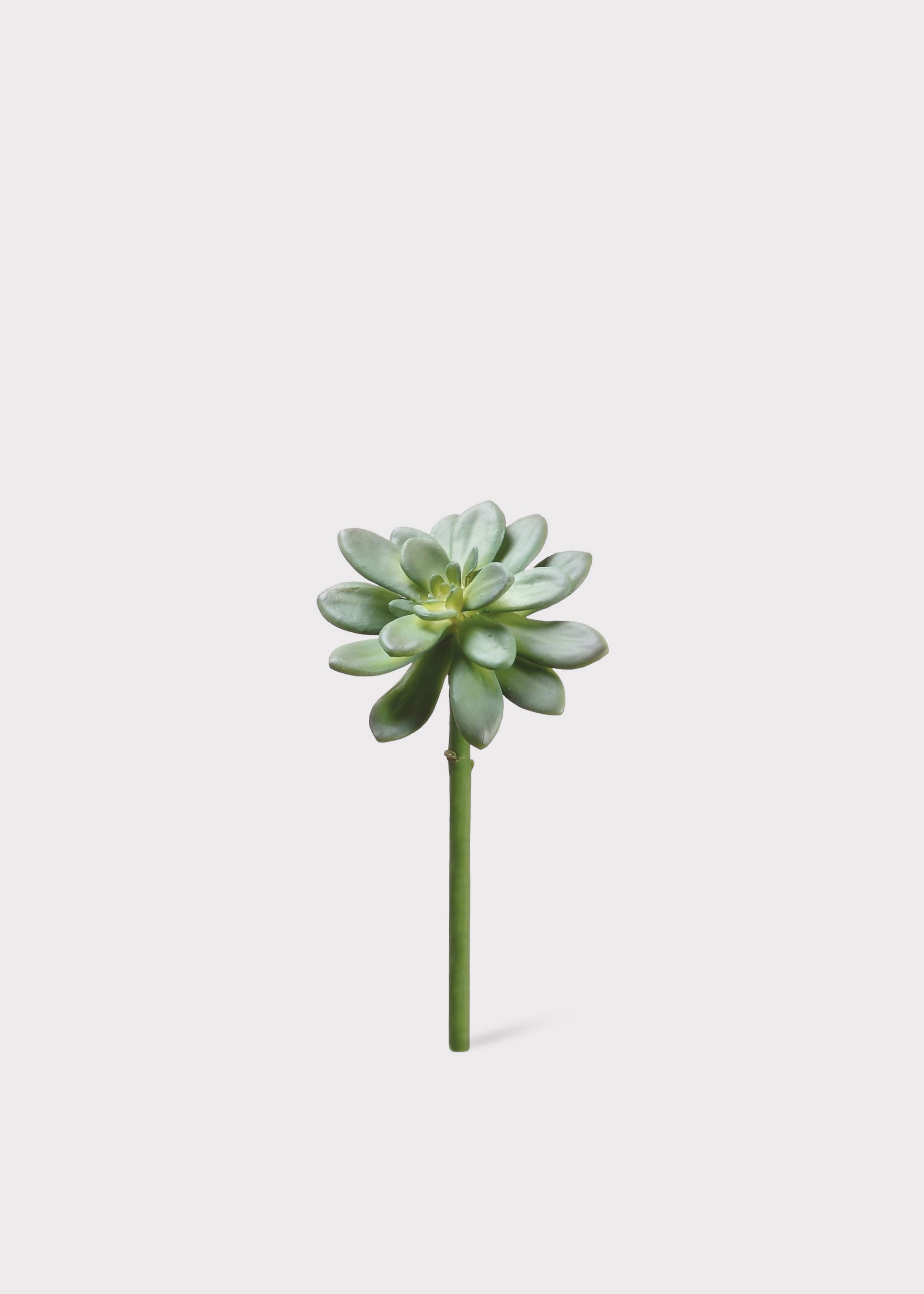 Fake  Echeveria 