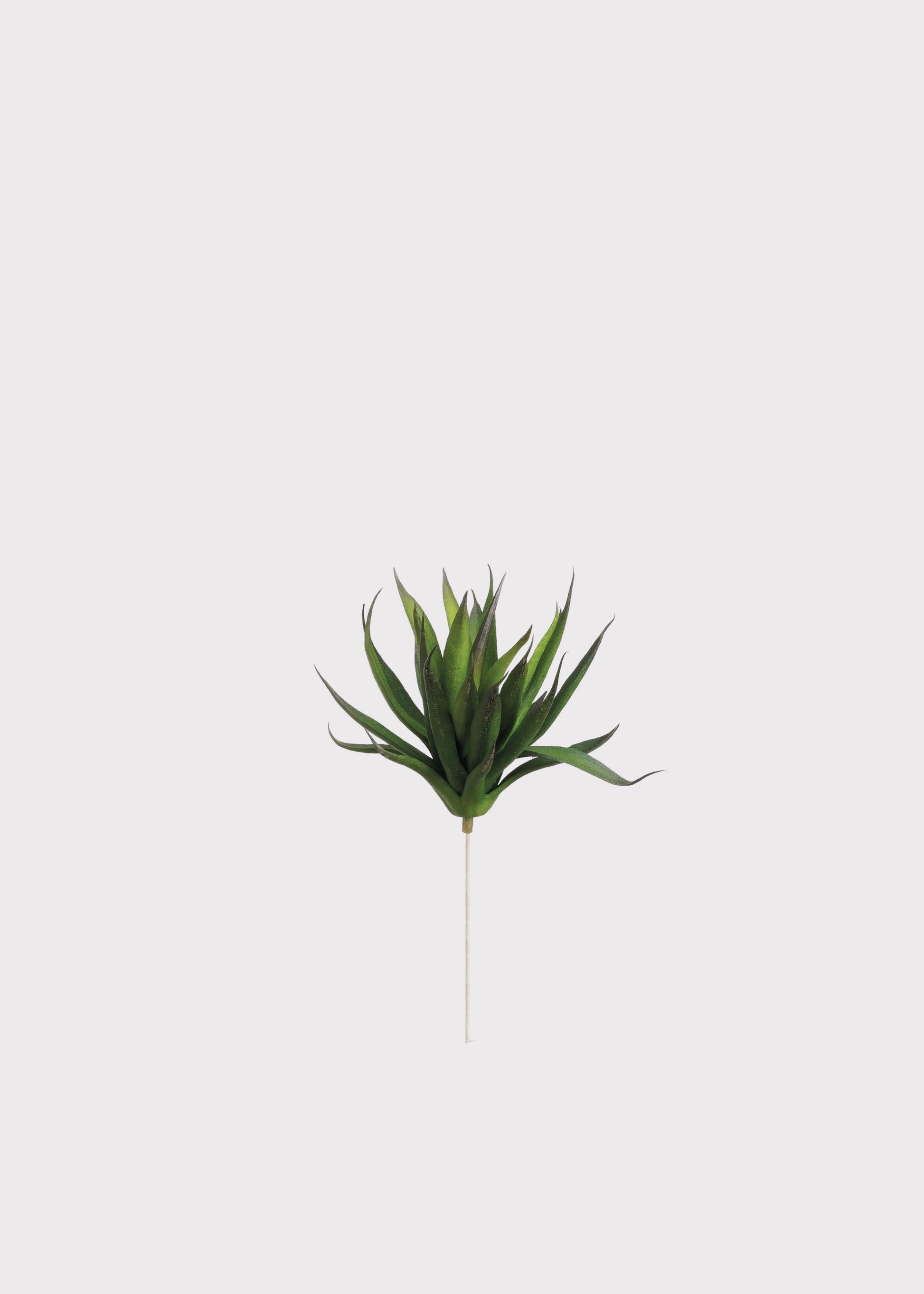 Agave