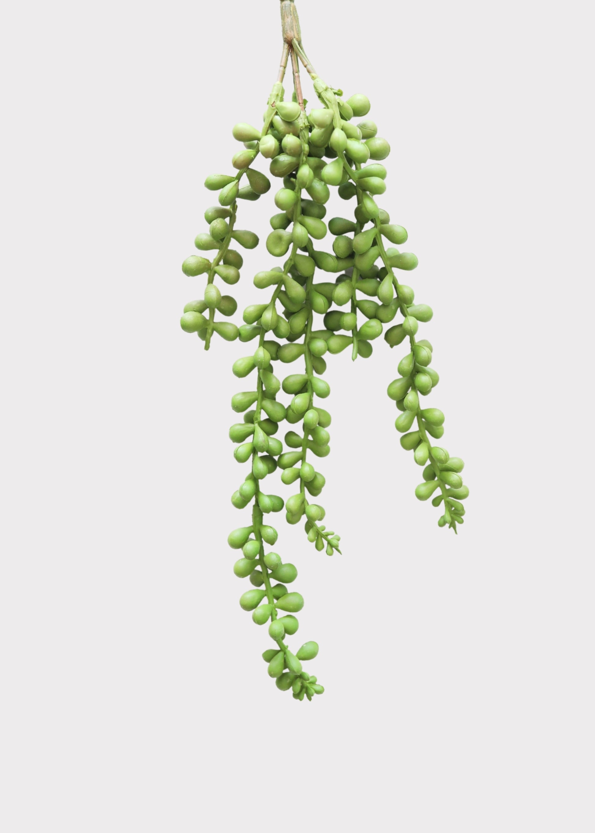 String of Pearls