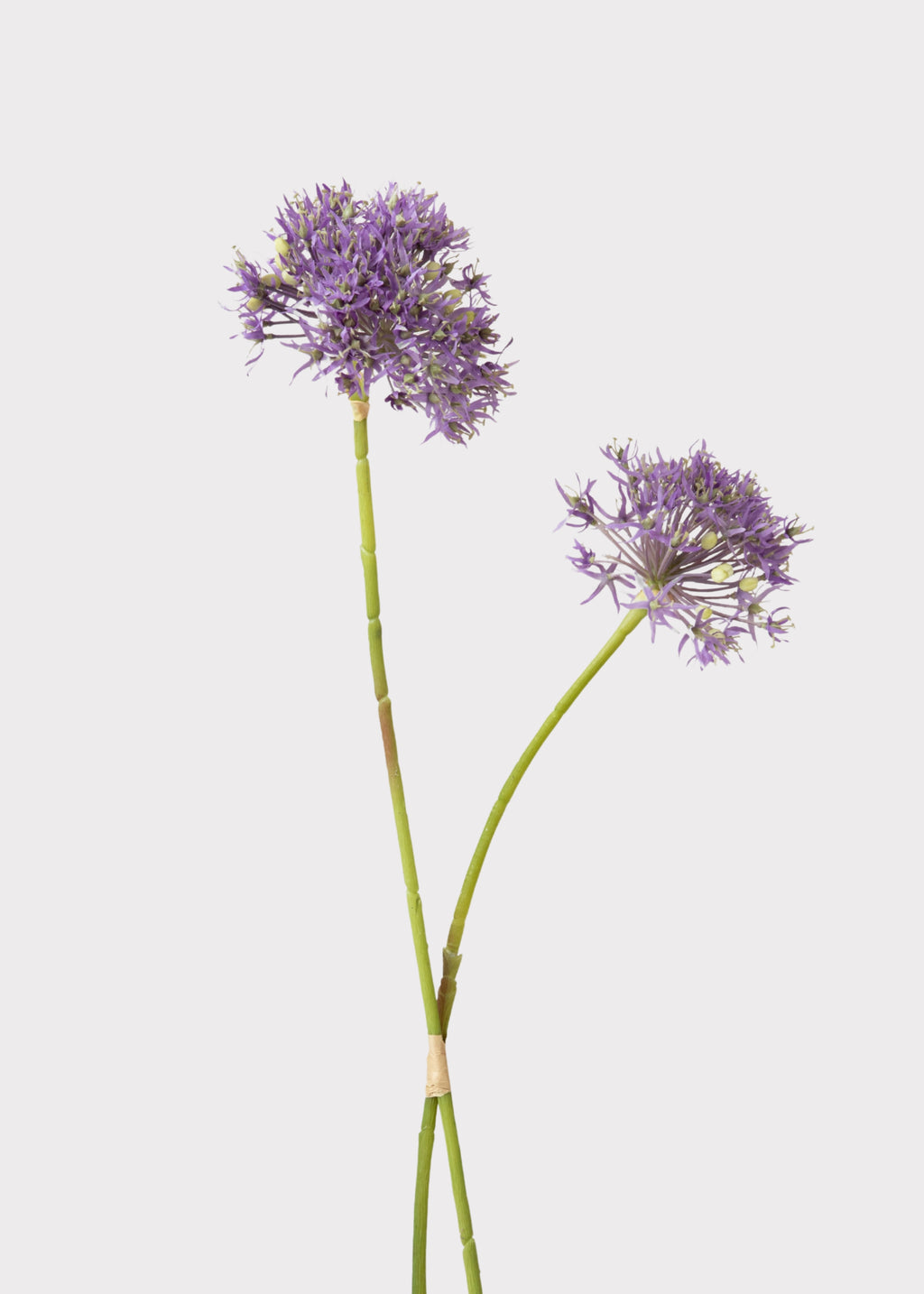 Purple Allium Flowers