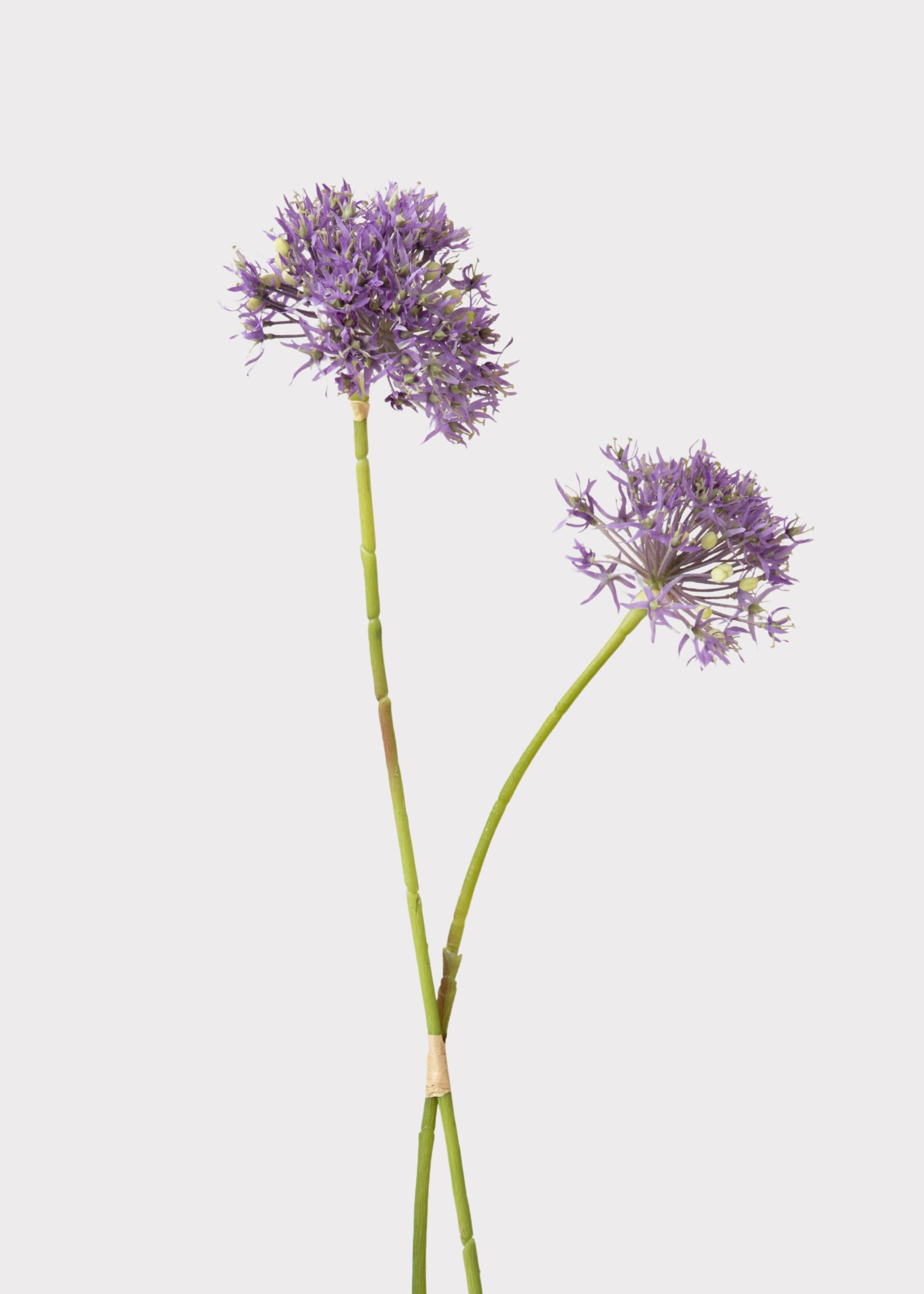 Purple Allium Flowers