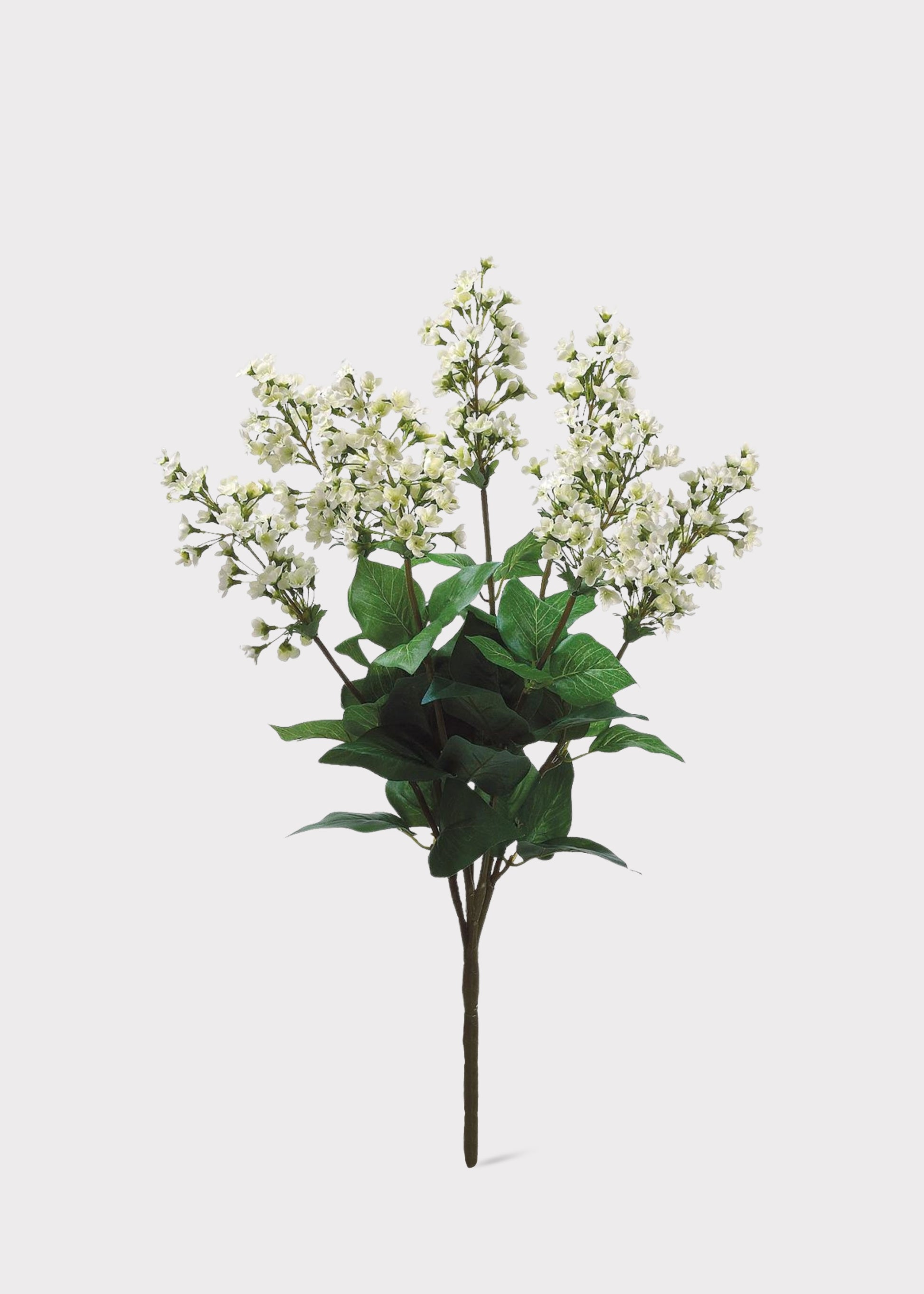 Bouvardia Flowers