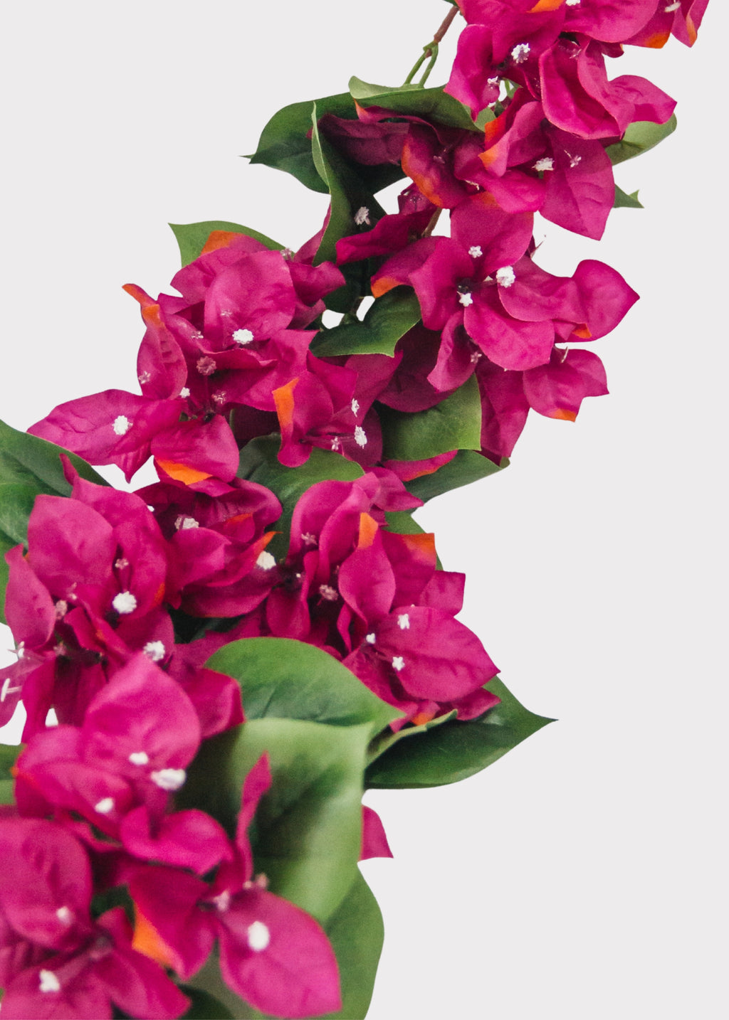 Close-up of vibrant pink bougainvillea garland