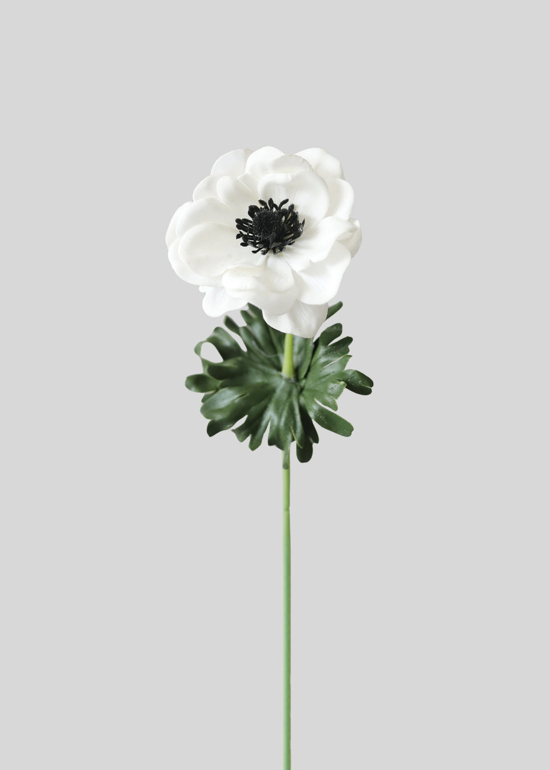 White Anemone