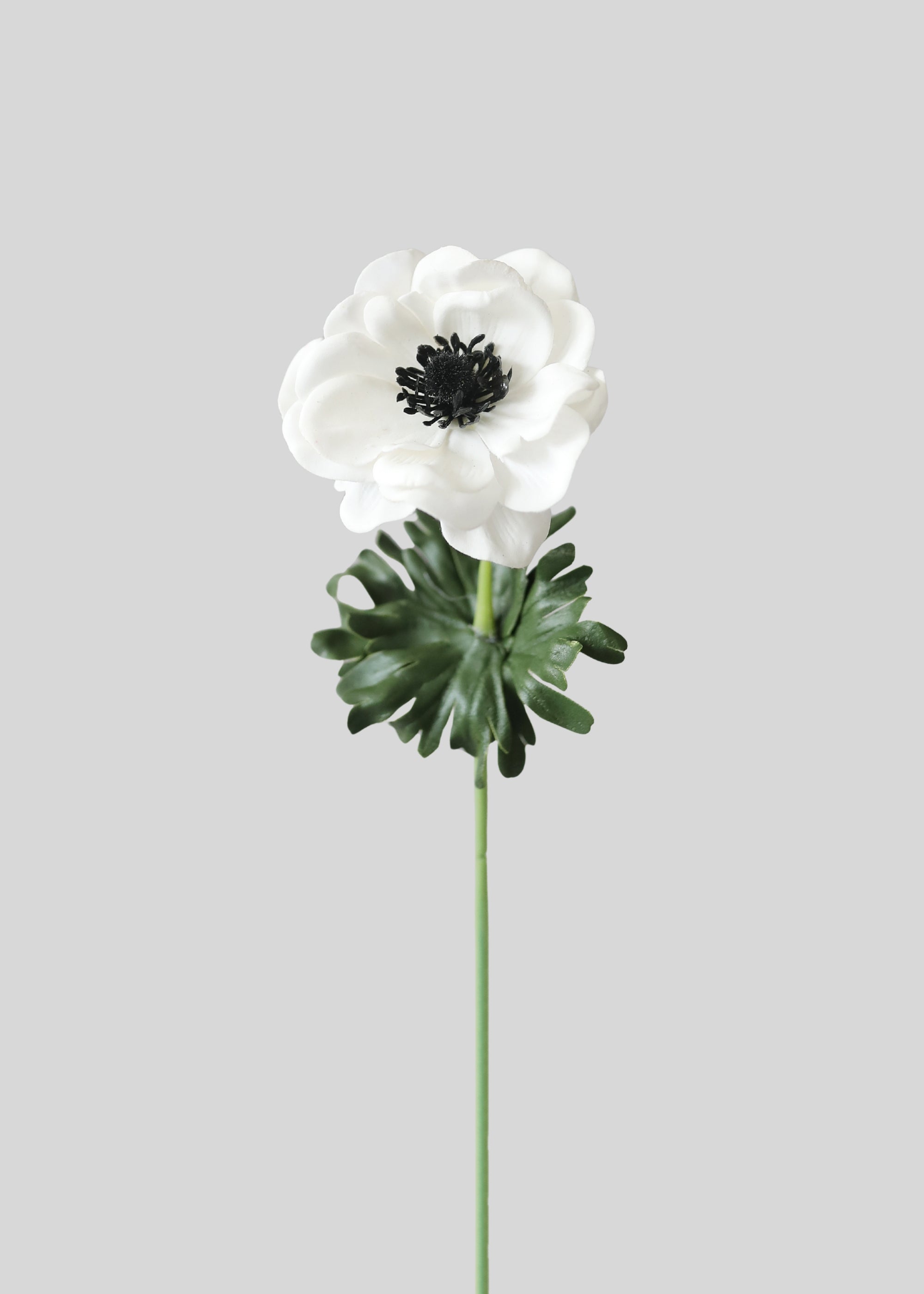 White Anemone