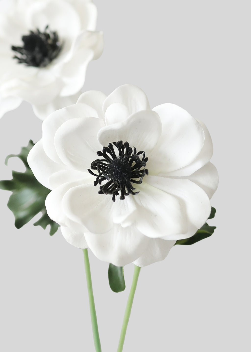 Close-up of Faux White Anemone