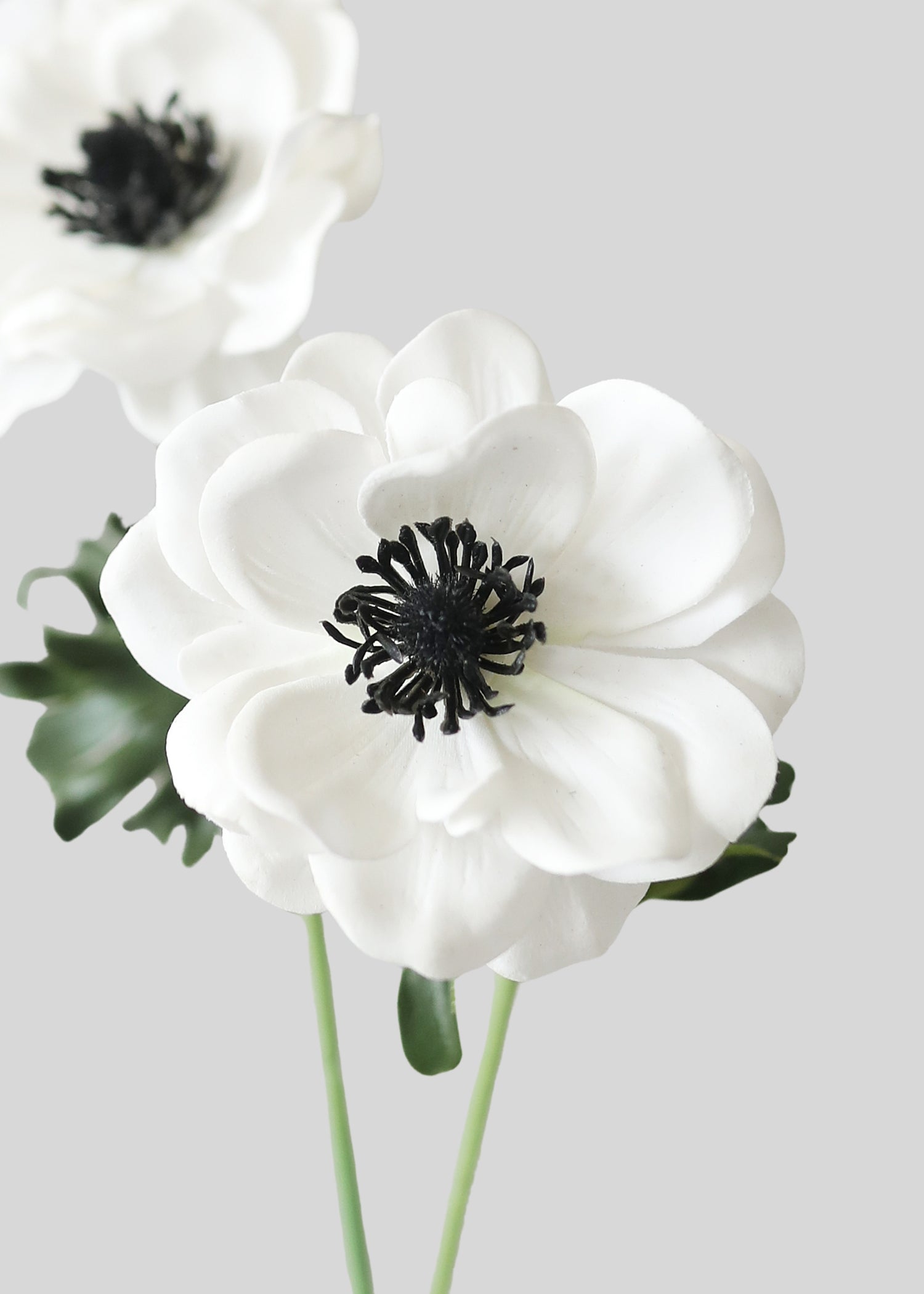 Close-up of Faux White Anemone