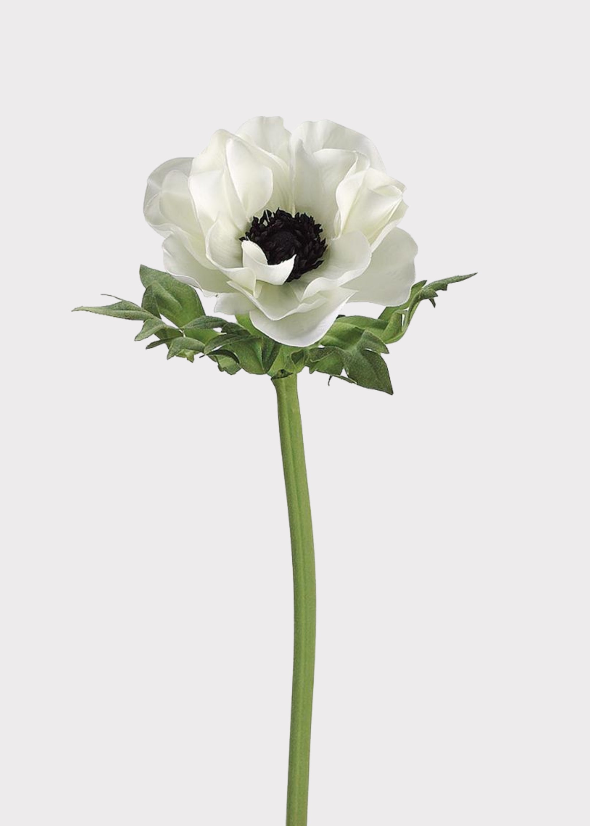 Cream Anemone Flower Stem | Realistic Artificial Botanicals | Afloral